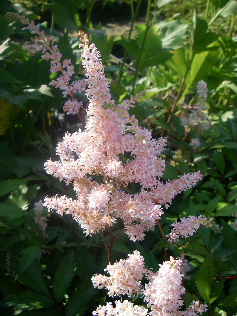 Astilbe Japonica Peach Blossom Verhulst Van Ryckeghem astilbe-japonica-peach-blossom-verhulst-van-ryckeghem