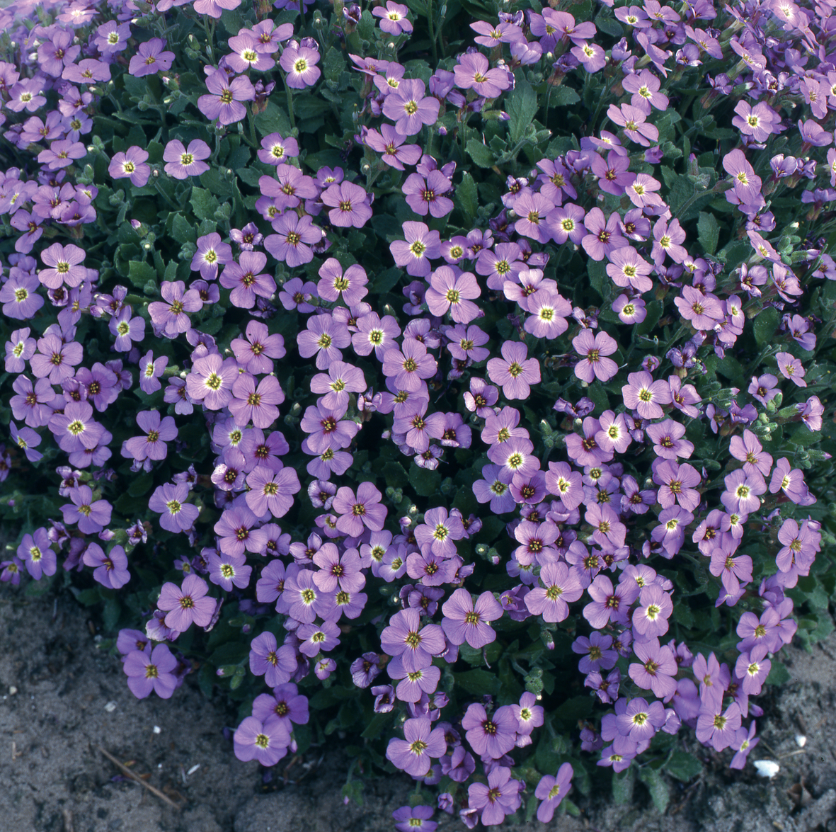 Aubrieta 'Cascade Blue' Aubrieta 'Cascade Blue'