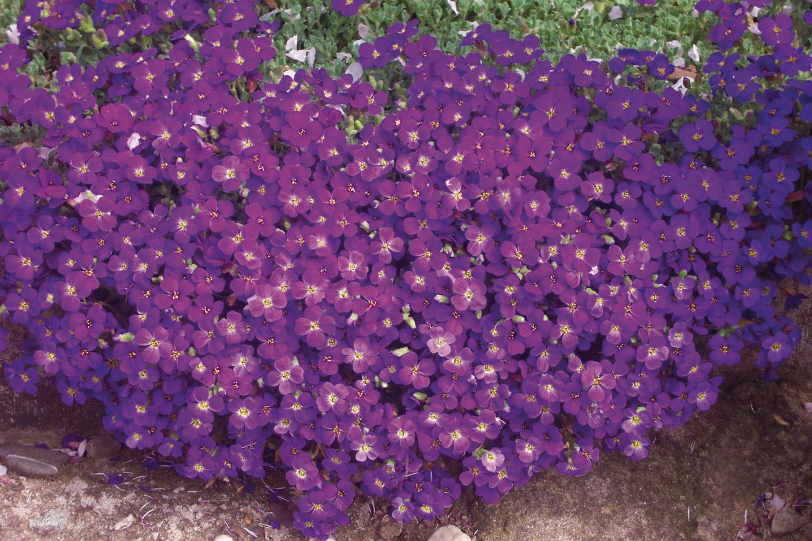 Aubrieta 'Cascade Purple' Aubrieta 'Cascade Purple'