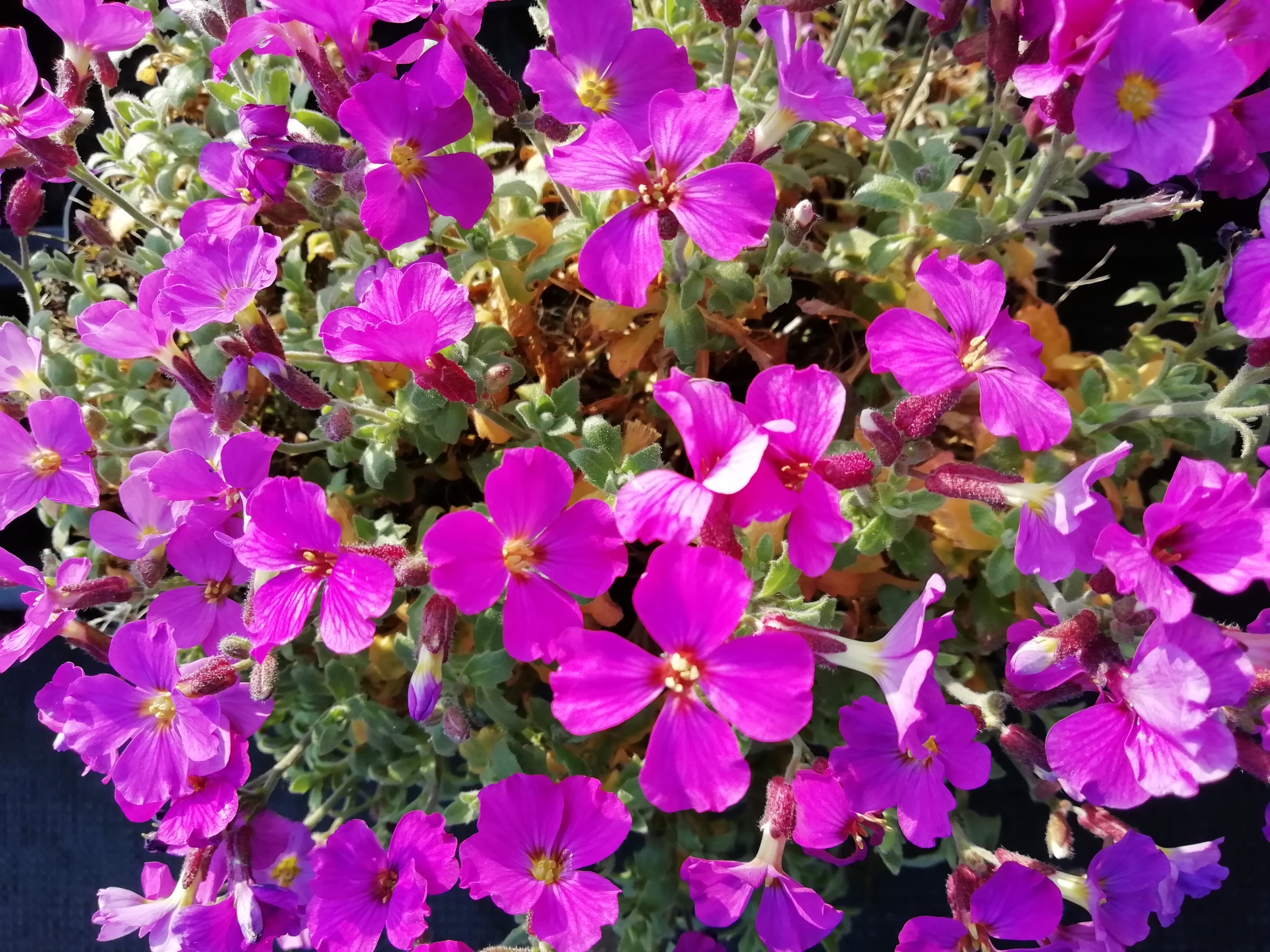 Aubrieta 'Cascade Red' Aubrieta 'Cascade Red'