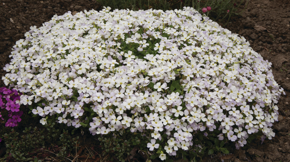 Aubrieta deltoides 'Alba' Aubrieta deltoides 'Alba'