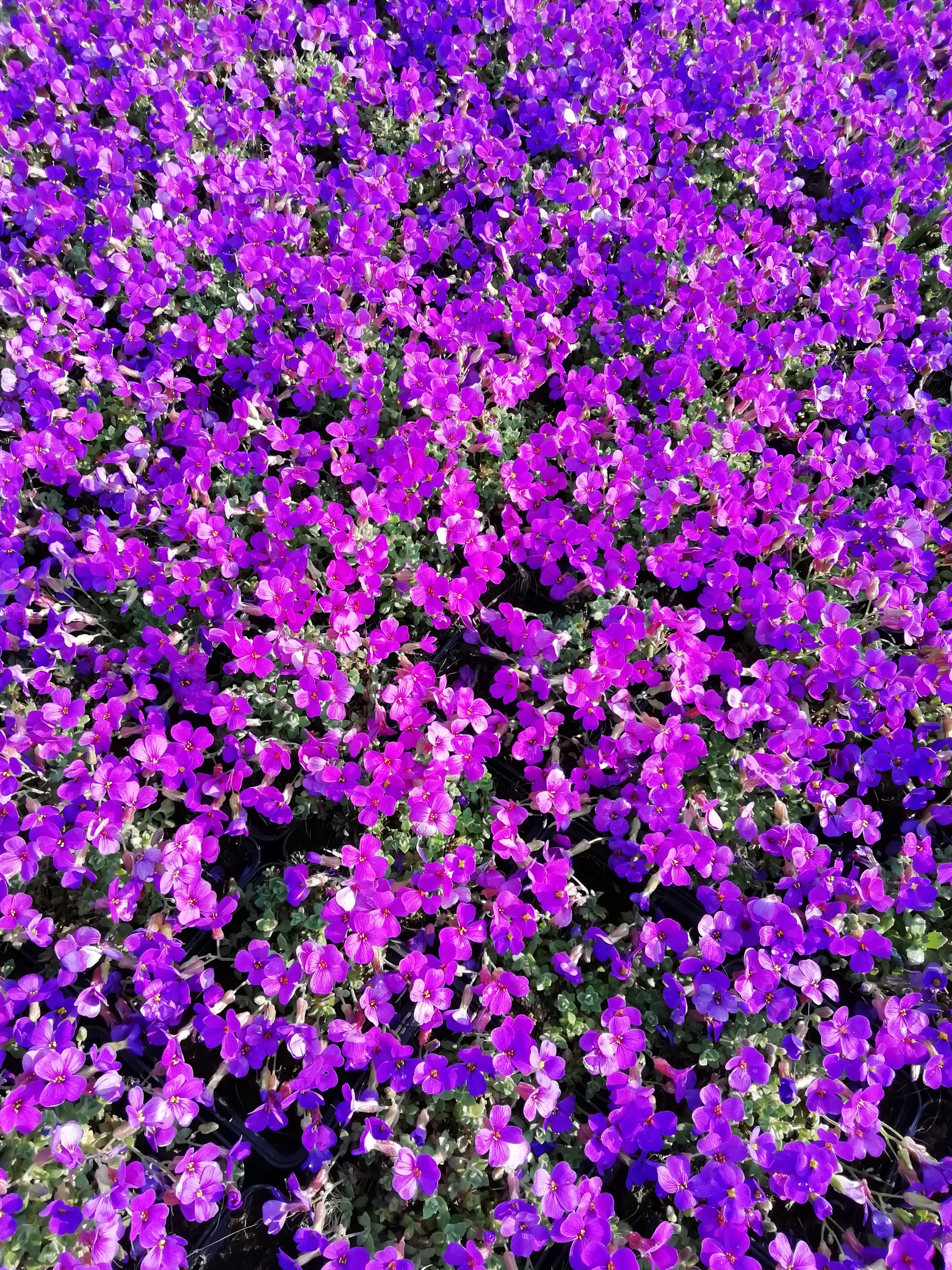 Aubrieta 'Hamburger Stadtspark' Aubrieta 'Hamburger Stadtspark'