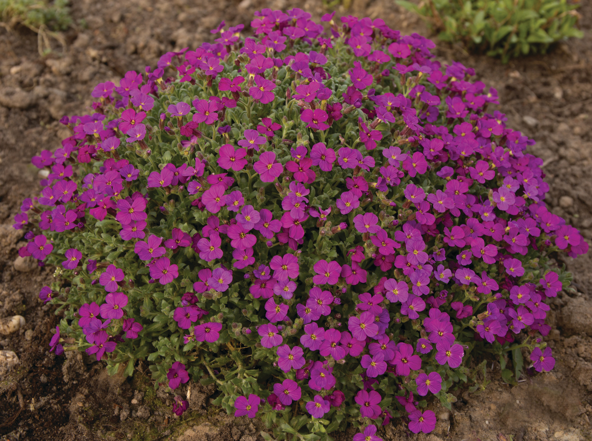 Aubrieta 'Red Carpet' Aubrieta 'Red Carpet'