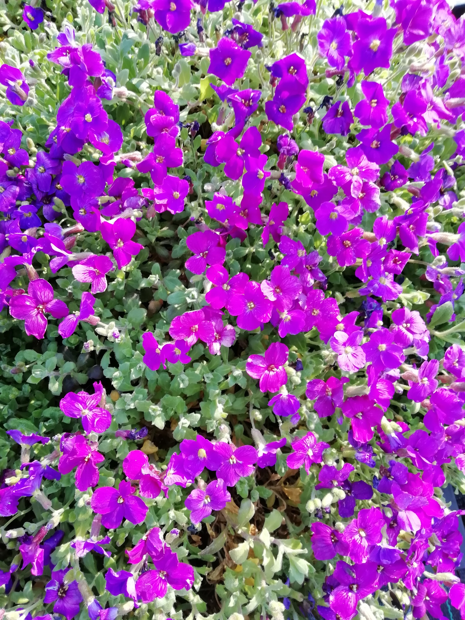 Aubrieta 'Whitewell Gem' Aubrieta 'Whitewell Gem'
