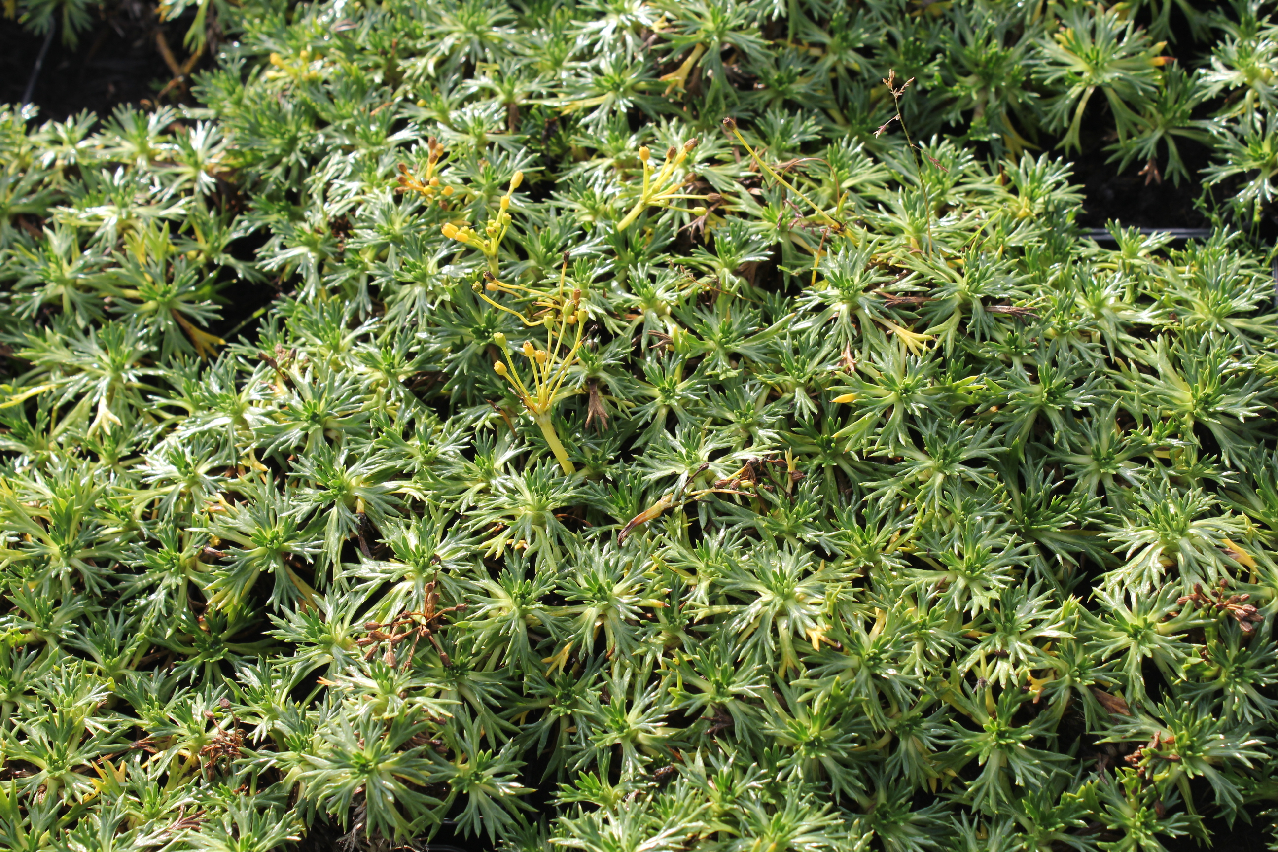Azorella trifurcata Azorella trifurcata