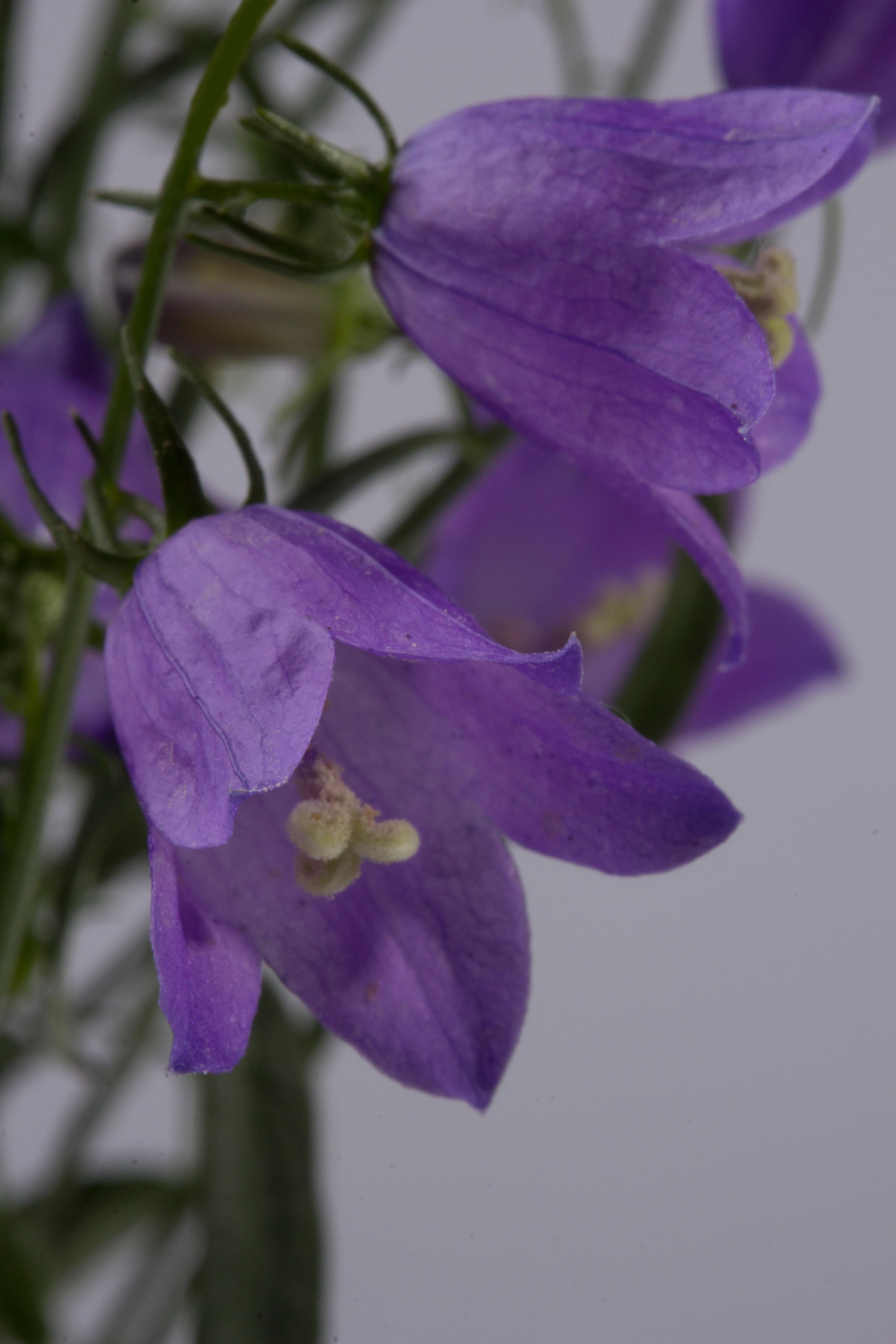 Campanula cochleariifolia 'Blue' Campanula cochleariifolia 'Blue'