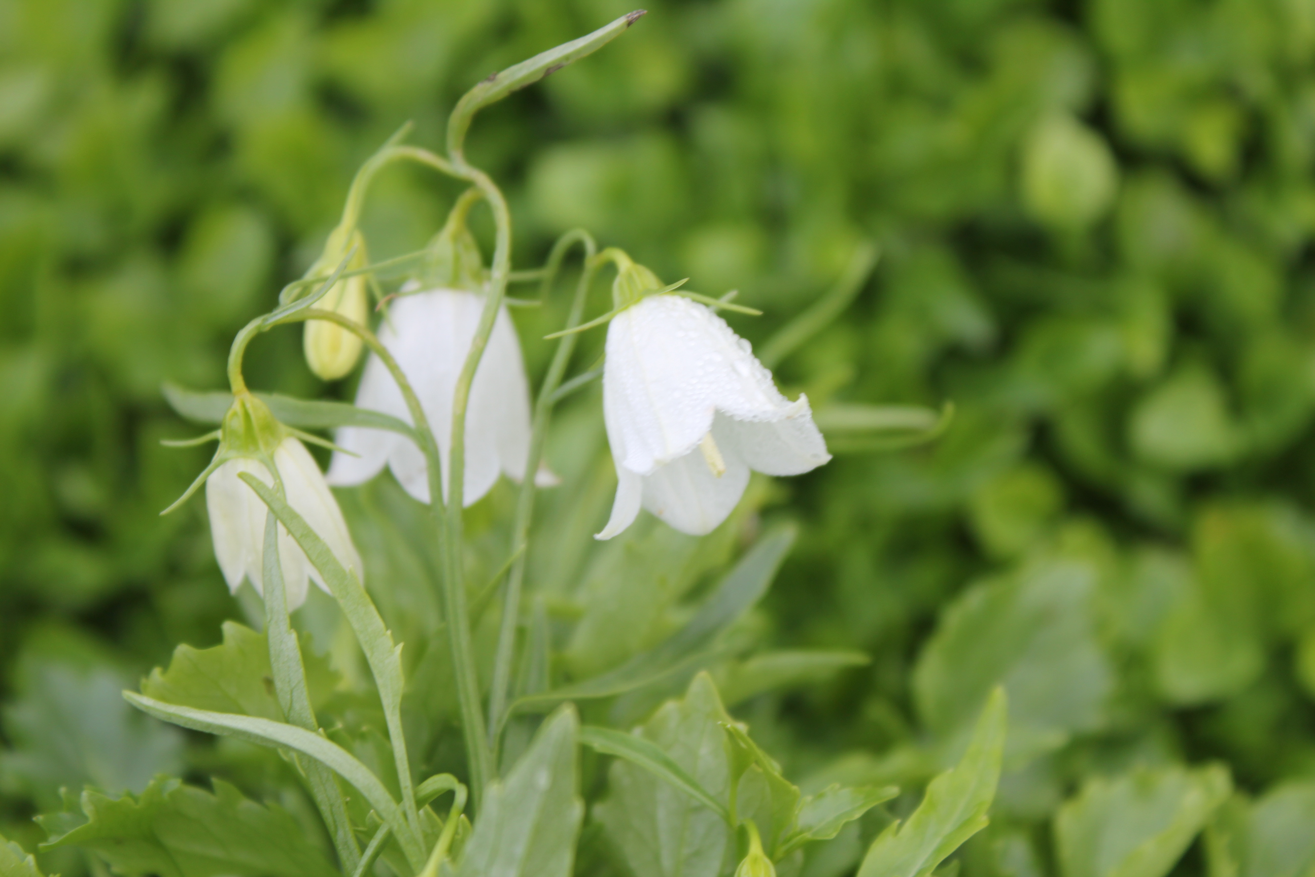 Campanula cochleariifolia 'White Baby' Campanula cochleariifolia 'White Baby'