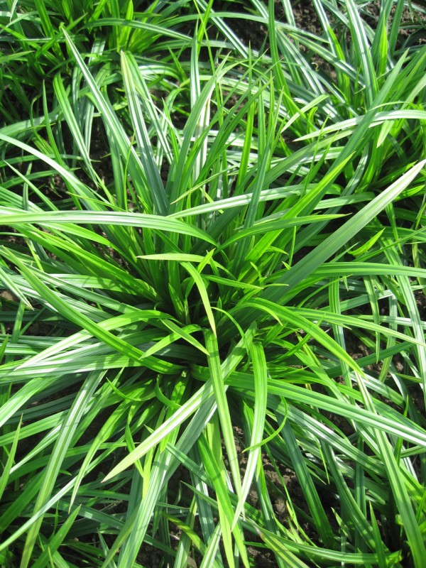 Carex morrowii 'Irish green'