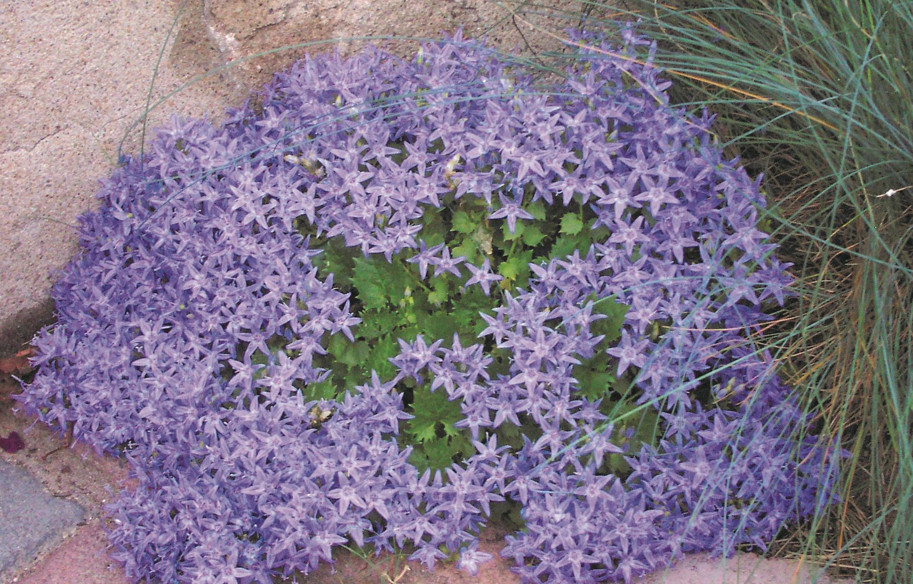 Campanula garganica Campanula garganica
