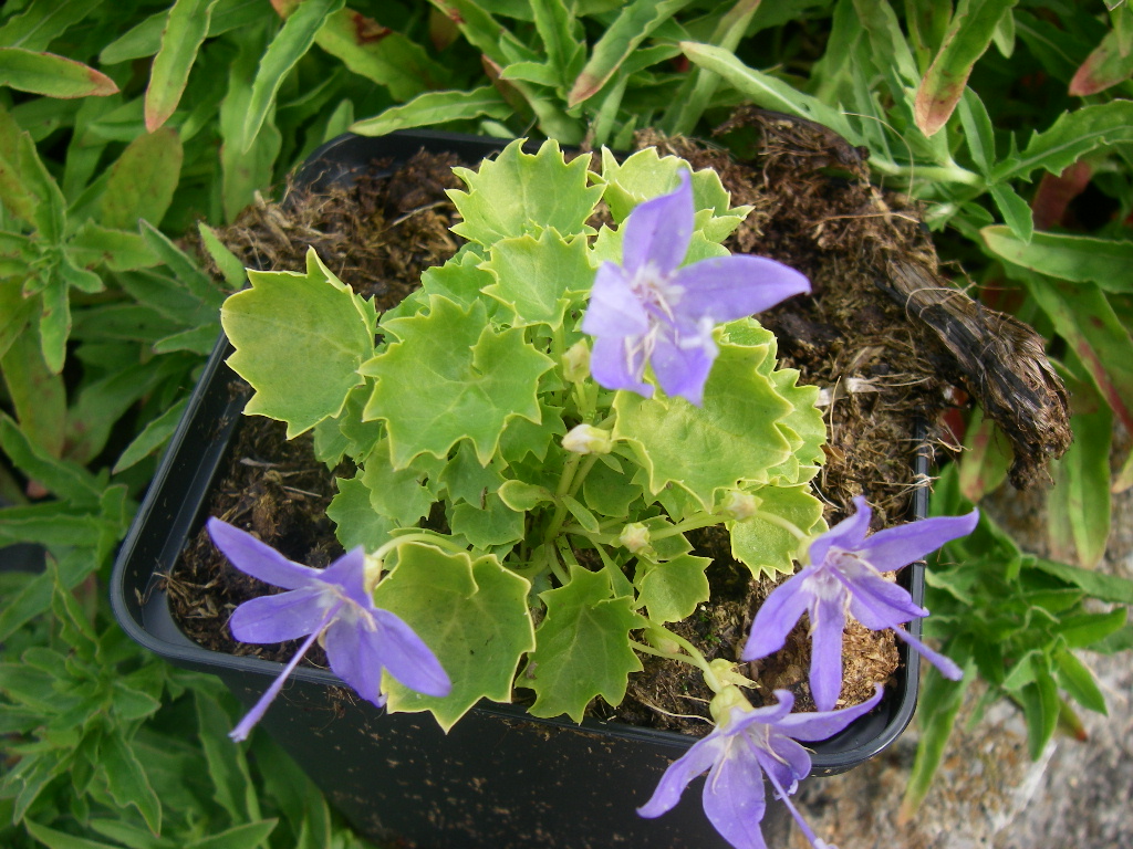 Campanula garganica 'Dickson's Gold' Campanula garganica 'Dickson's Gold'