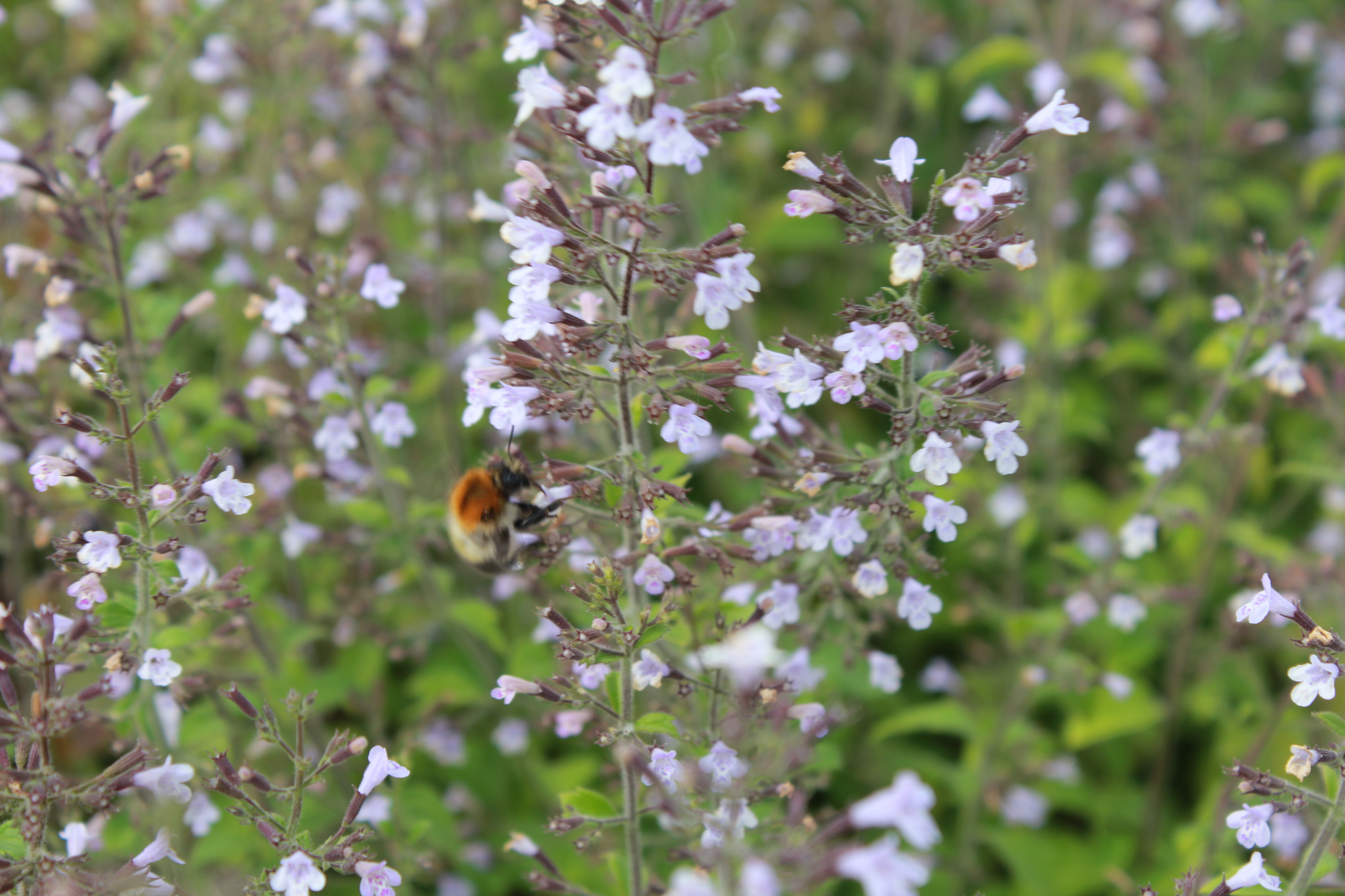 Calamintha nepeta &lsquo;Blue Cloud&rsquo; | Verhulst – Van Ryckeghem
