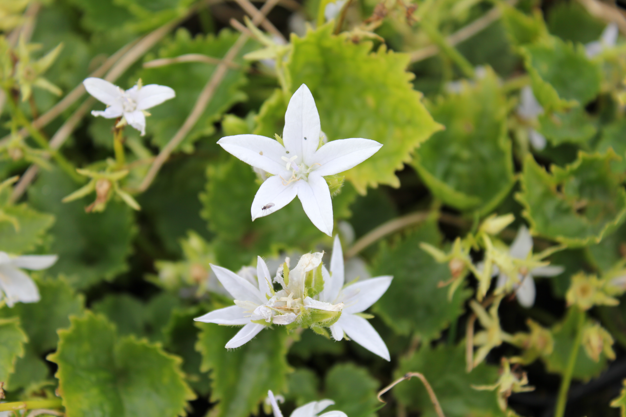 Campanula poscharskyana 'E.H.Frost' Campanula poscharskyana 'E.H.Frost'