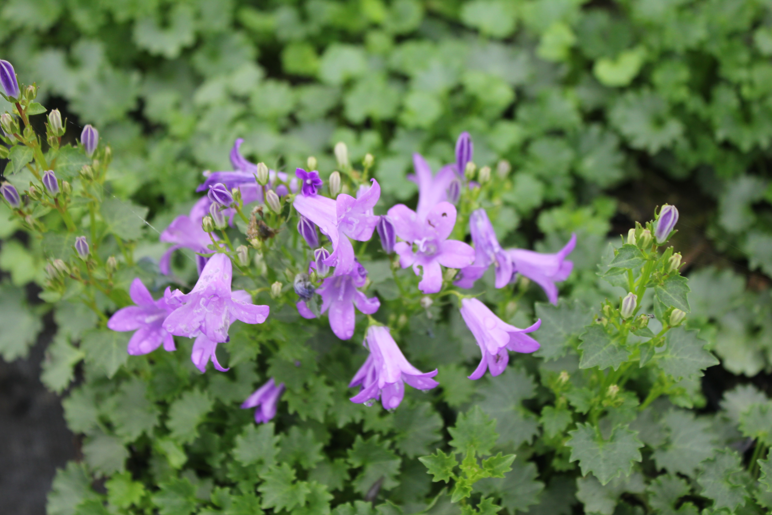 Campanula portenschlagiana Campanula portenschlagiana