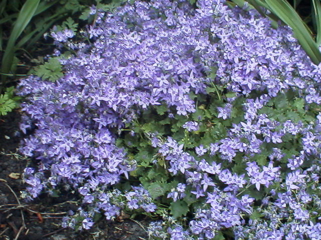 Campanula poscharskyana Campanula poscharskyana