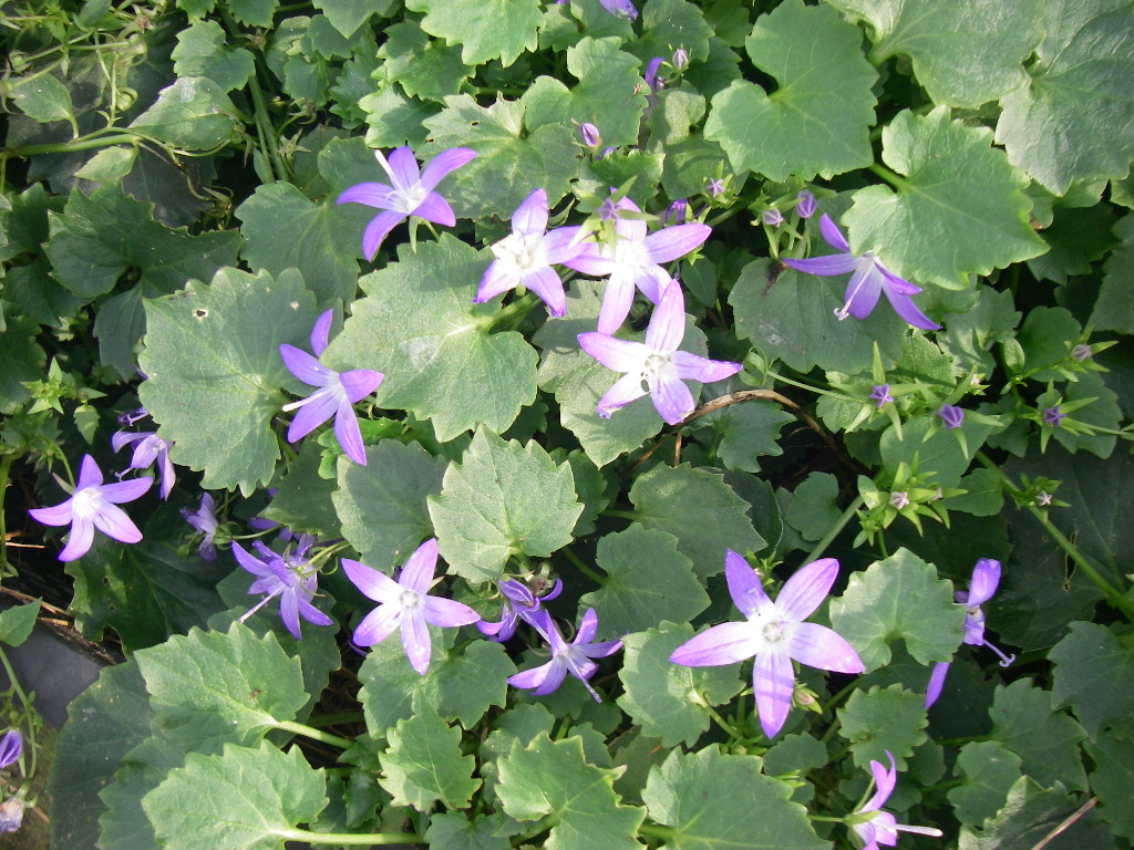 Campanula poscharskyana 'Stella' Campanula poscharskyana 'Stella'