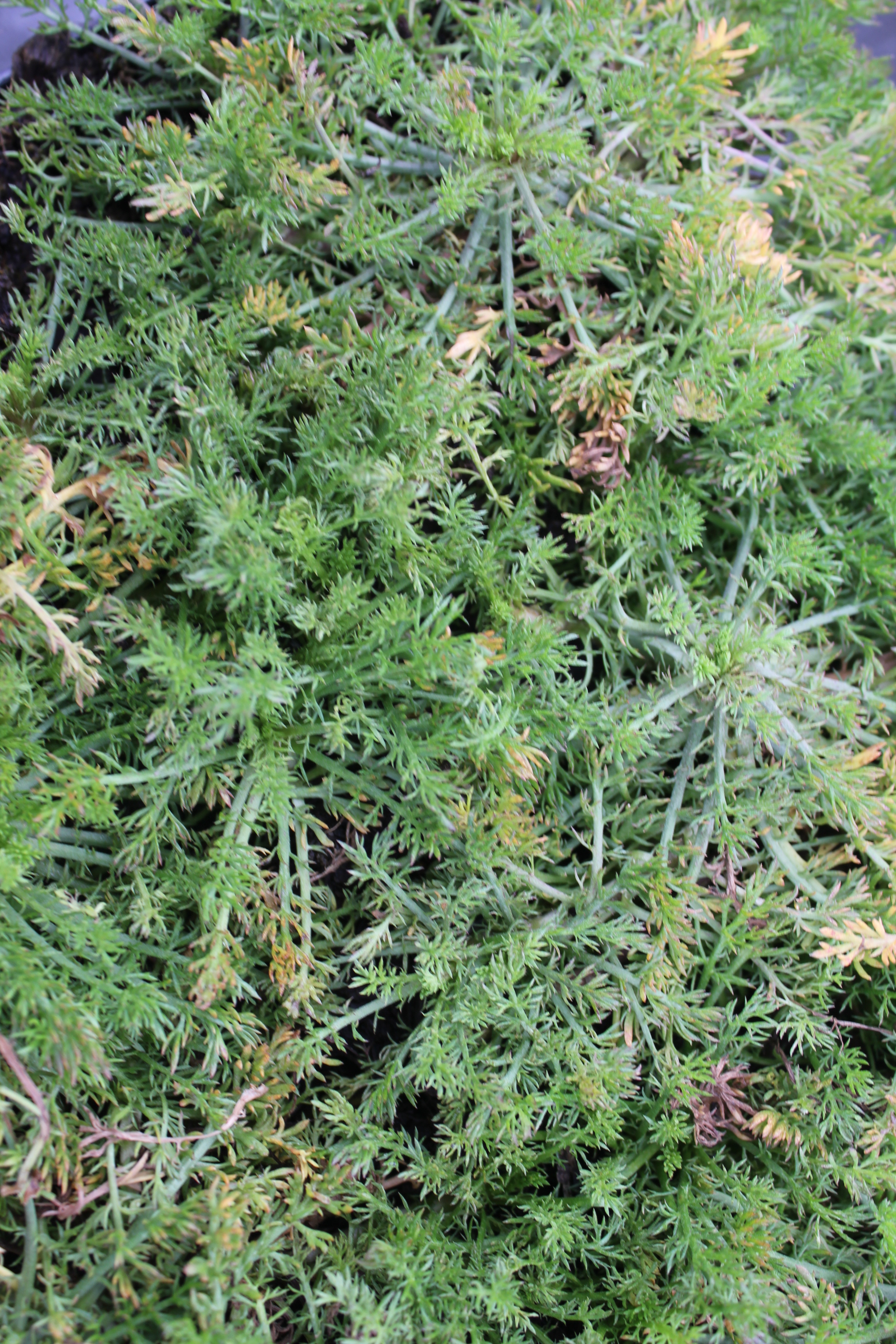 Chamaemelum nobile 'Treneague' Chamaemelum nobile 'Treneague'