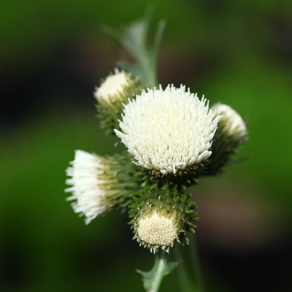 Cirsium rivulare 'Frosted Magic' Cirsium rivulare 'Frosted Magic'