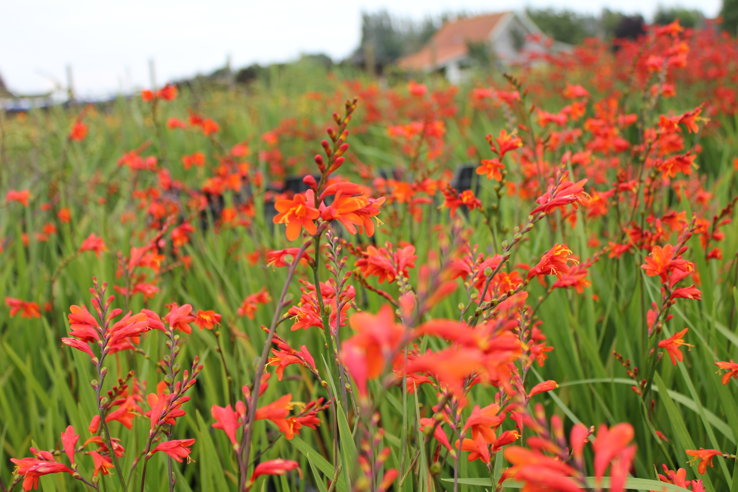 Crocosmia 'Fire King' Crocosmia 'Fire King'