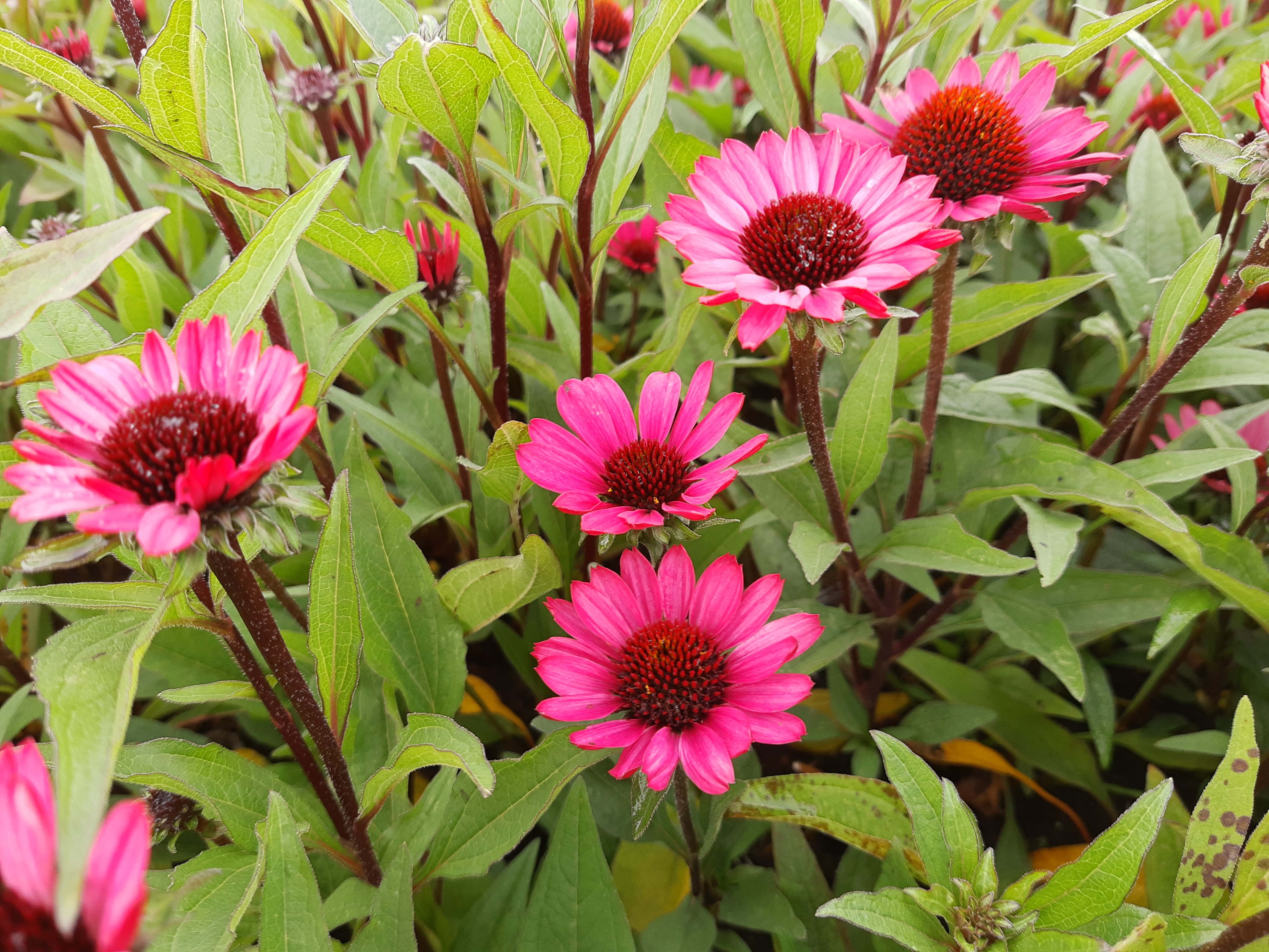 Echinacea purpurea 'Summer Cloud' Echinacea purpurea 'Summer Cloud'