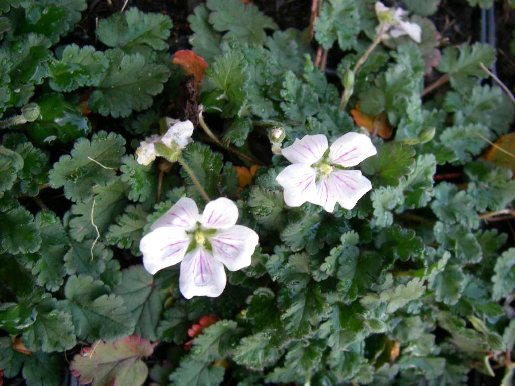 Erodium reichardii 'Album' Erodium reichardii 'Album'