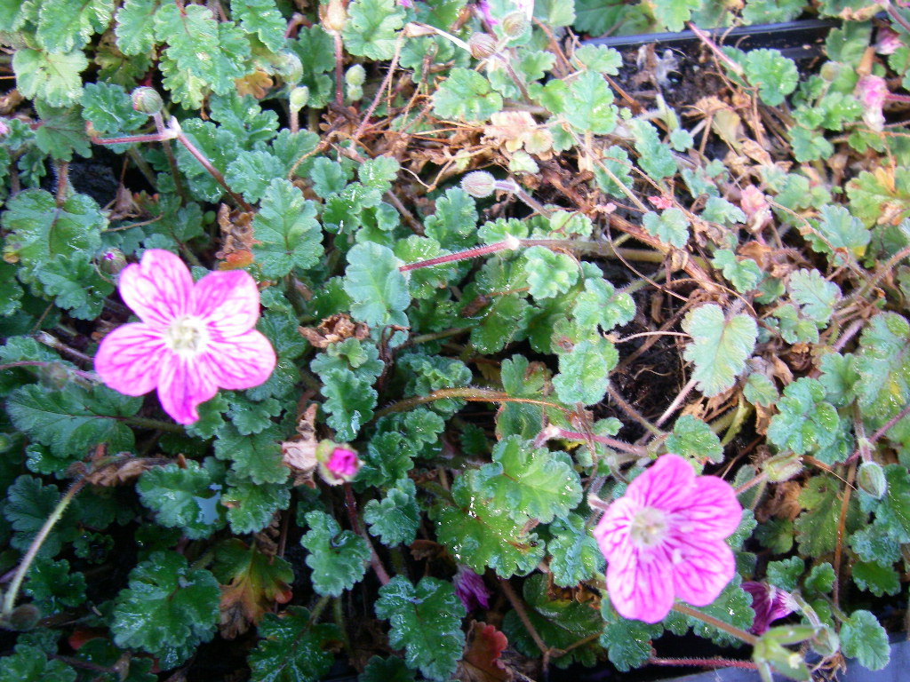 Erodium variabile (x) 'Bishop's Form' Erodium variabile (x) 'Bishop's Form'
