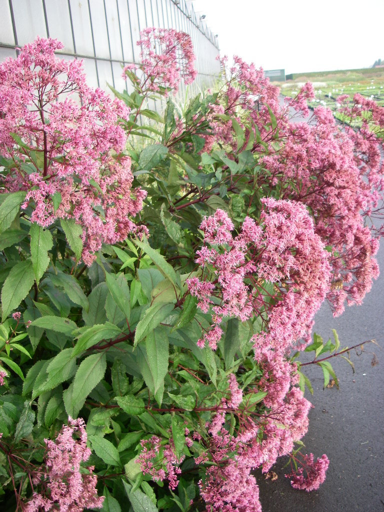 Eupatorium maculatum 'Riesenschirm' Eupatorium maculatum 'Riesenschirm'