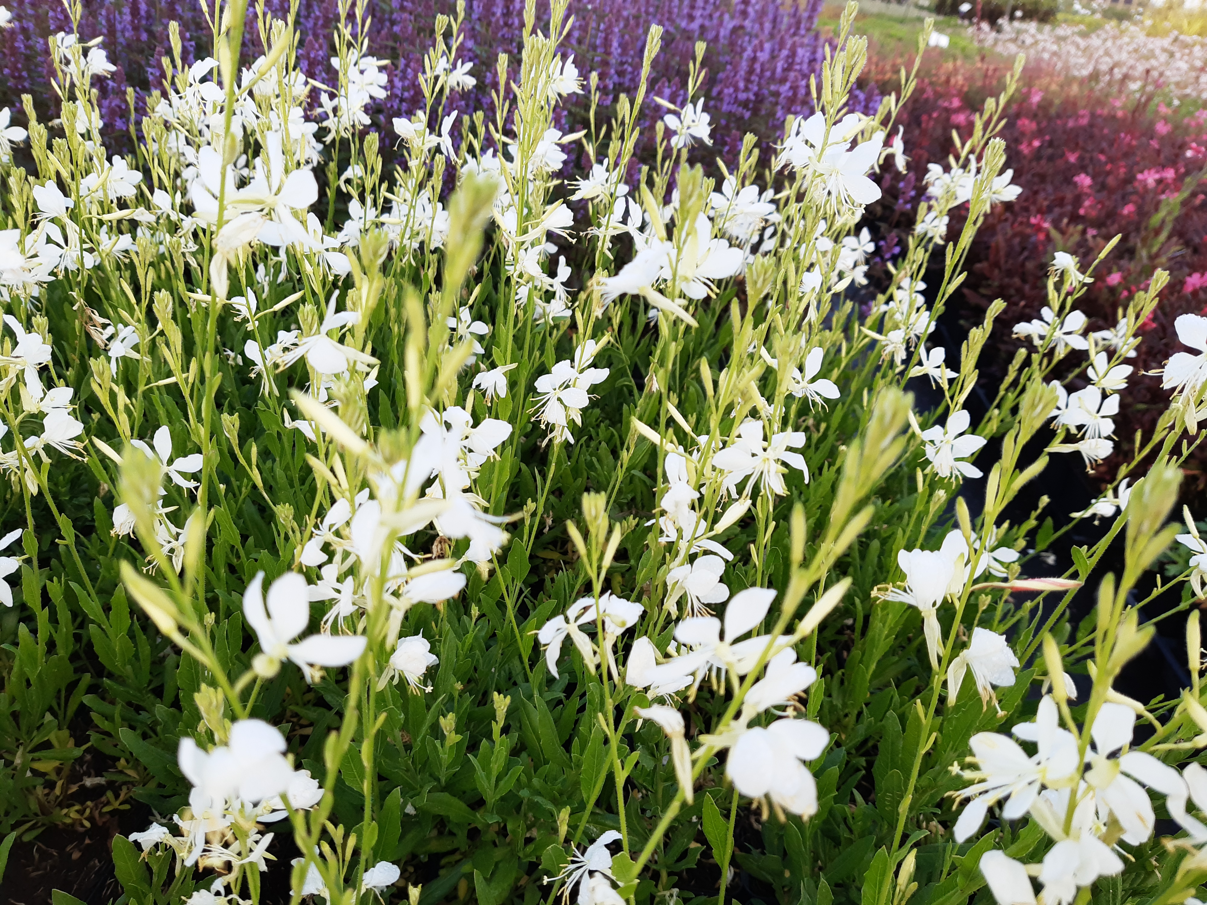 Gaura lindheimeri 'Snowbird' Gaura lindheimeri 'Snowbird'