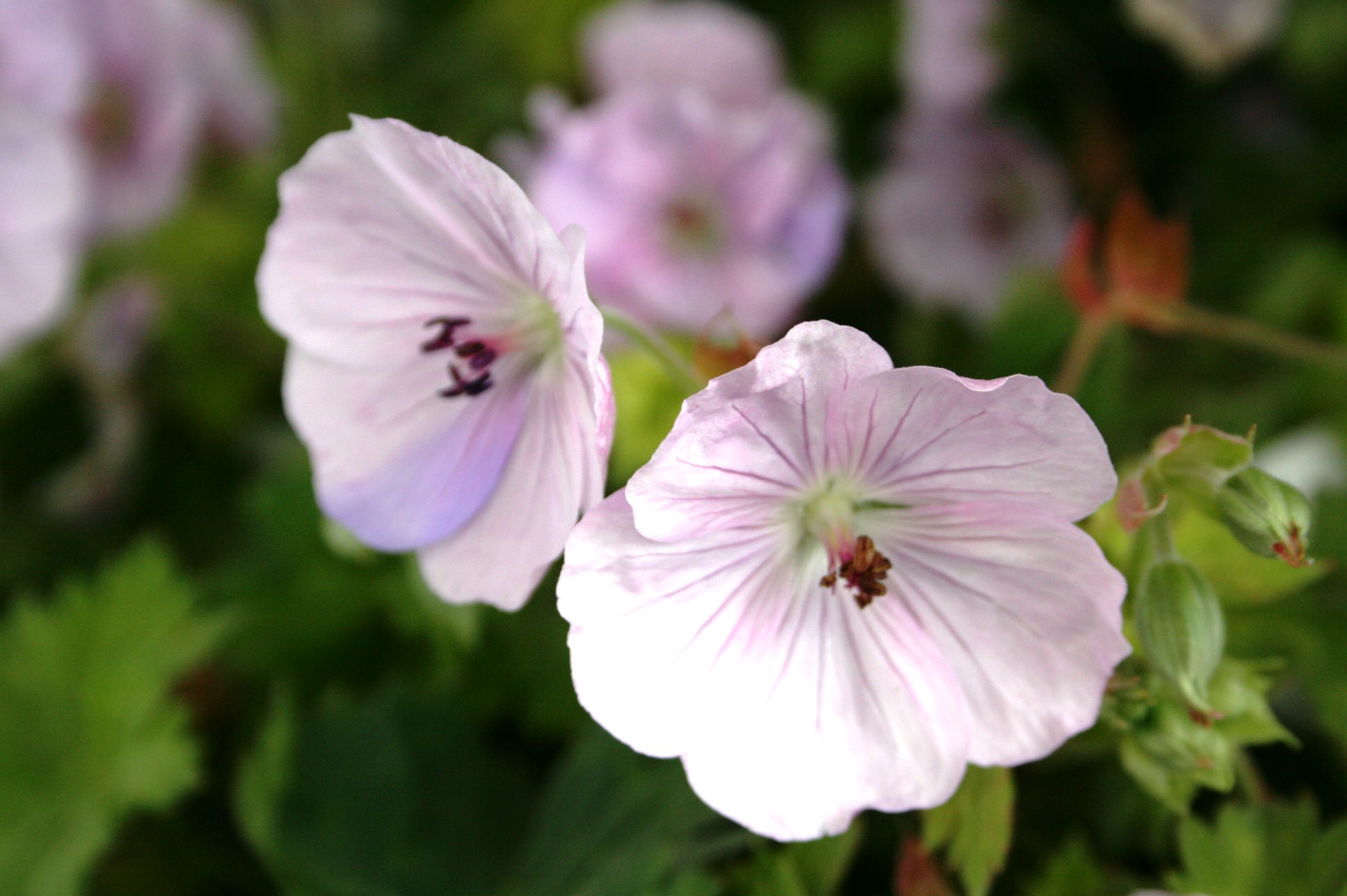 Geranium wlassovianum 'Lilac Ice' Geranium wlassovianum 'Lilac Ice'
