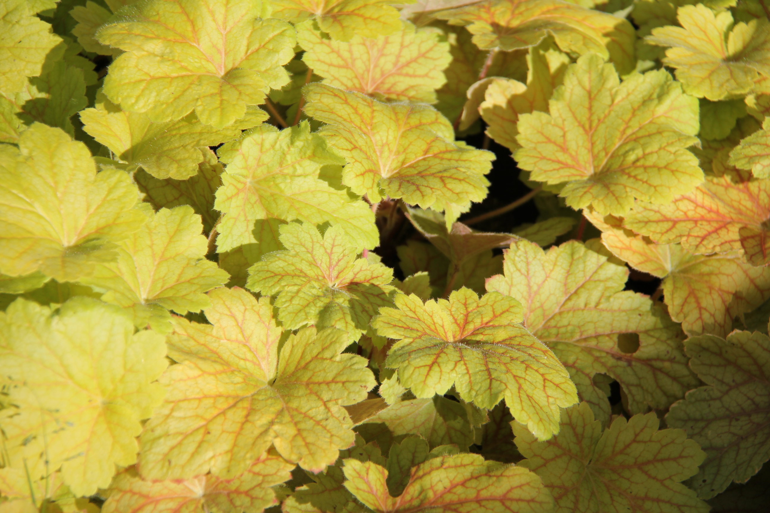 Heuchera 'Electric Lime ' Verhulst Van Ryckeghem