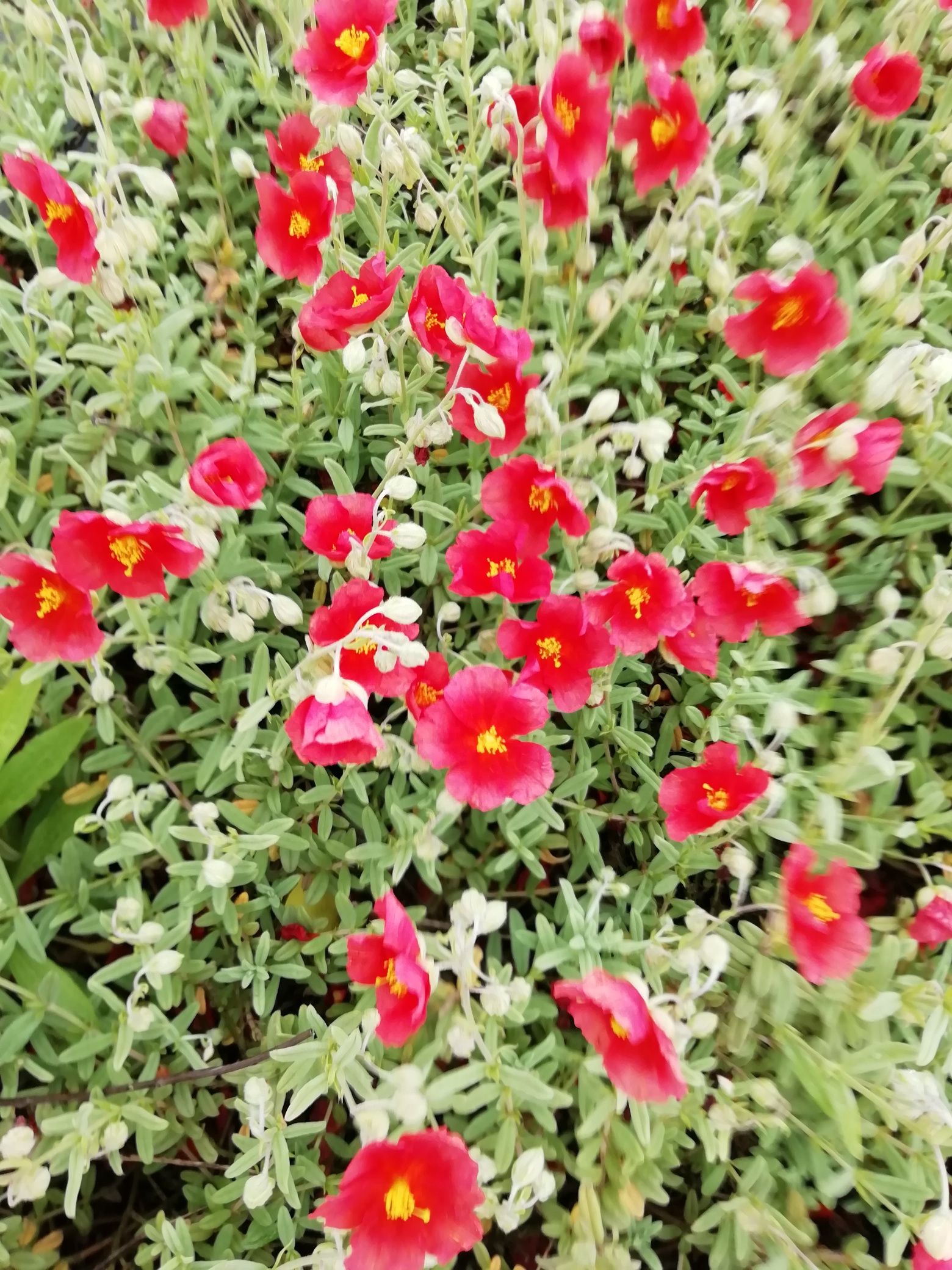 Helianthemum ‘Fire Dragon’ | Verhulst – Van Ryckeghem