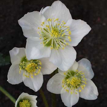 Helleborus niger 'Praecox' Helleborus niger 'Praecox'
