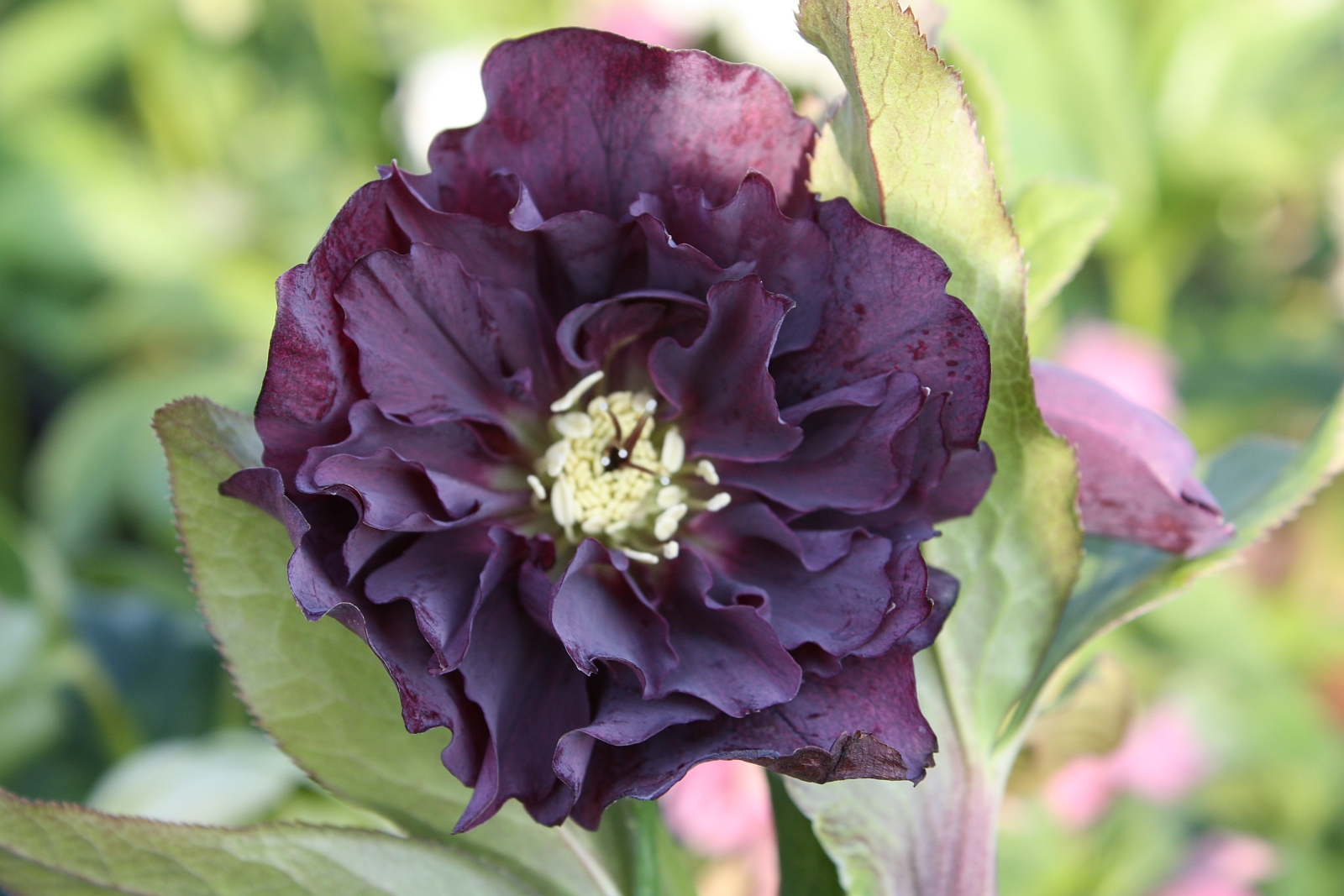 Helleborus orientalis 'Double Ellen Purple' Helleborus orientalis 'Double Ellen Purple'