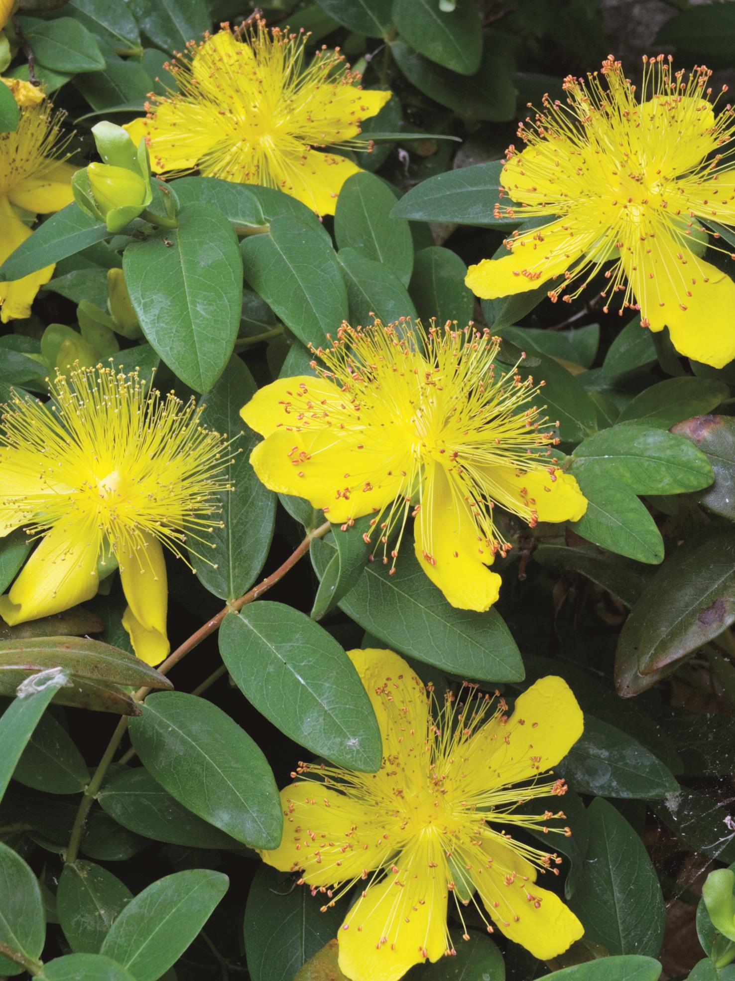 Hypericum calycinum Hypericum calycinum