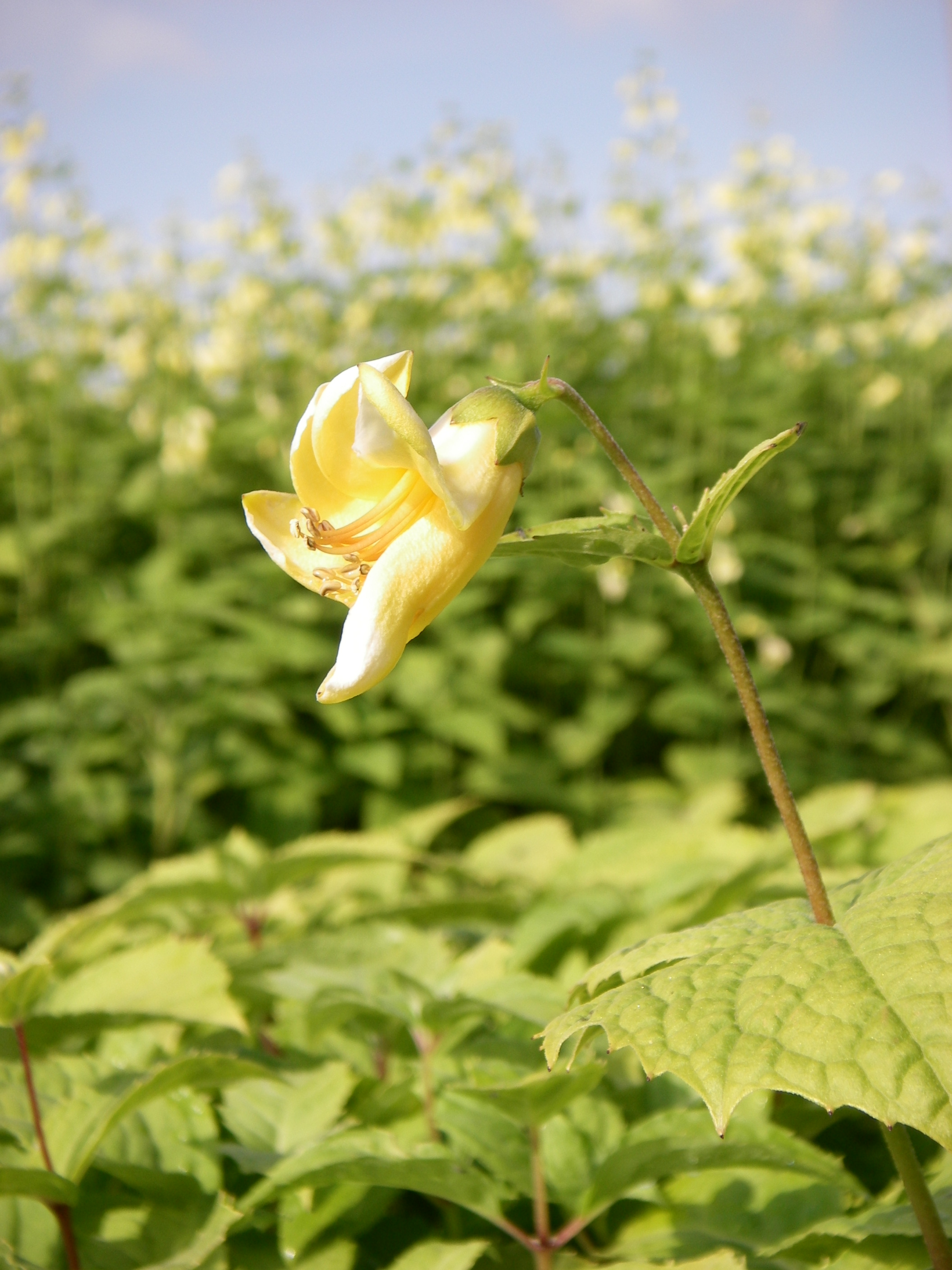 Kirengeshoma palmata Verhulst Van Ryckeghem
