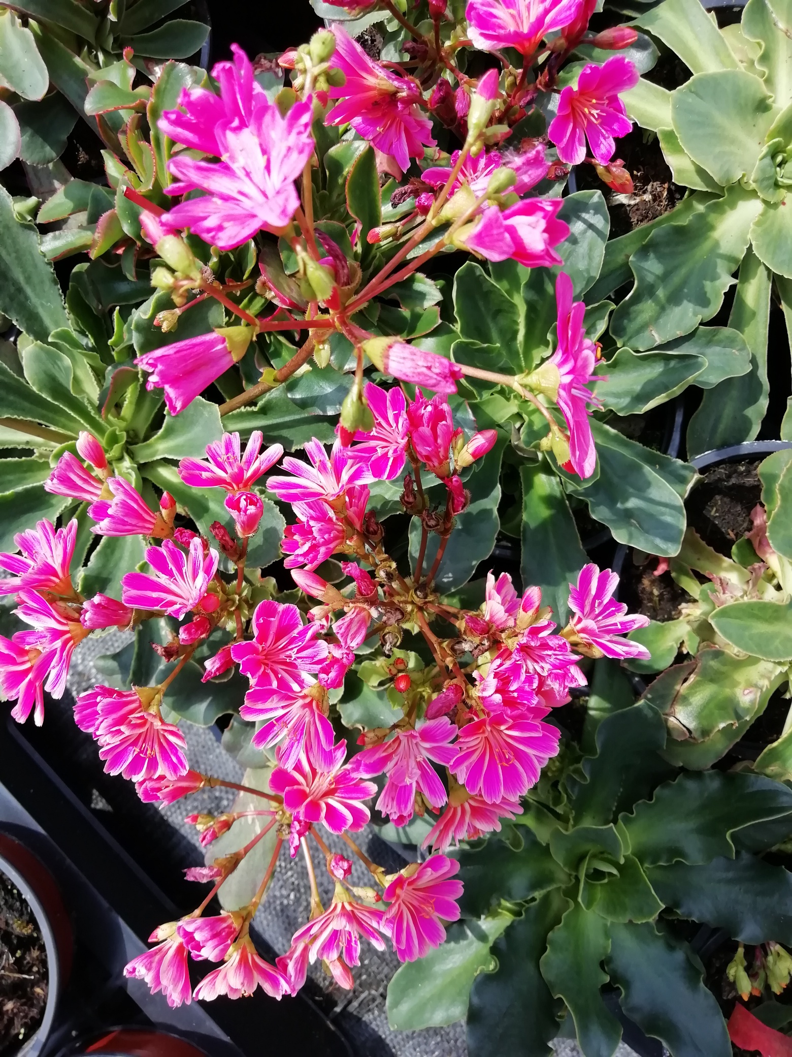 Lewisia cotyledon Lewisia cotyledon