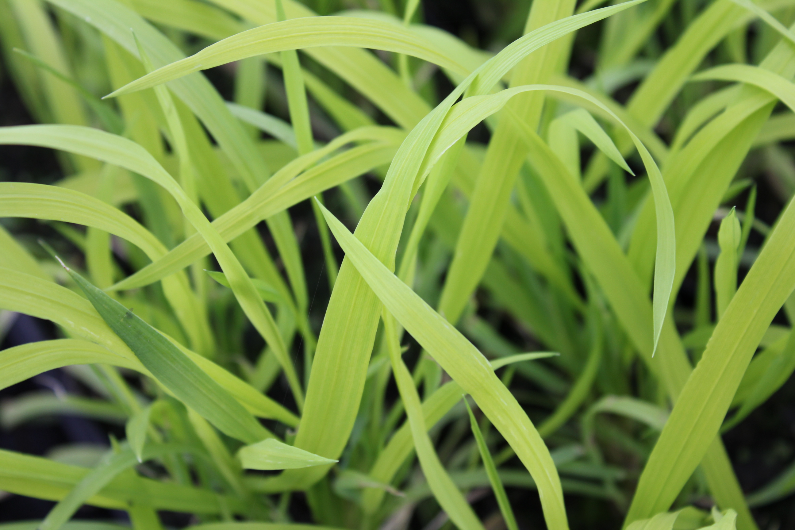 Milium effusum 'Aureum' Verhulst Van Ryckeghem