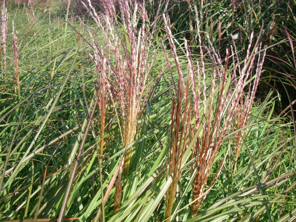 Miscanthus sinensis 'Krater' Miscanthus sinensis 'Krater'