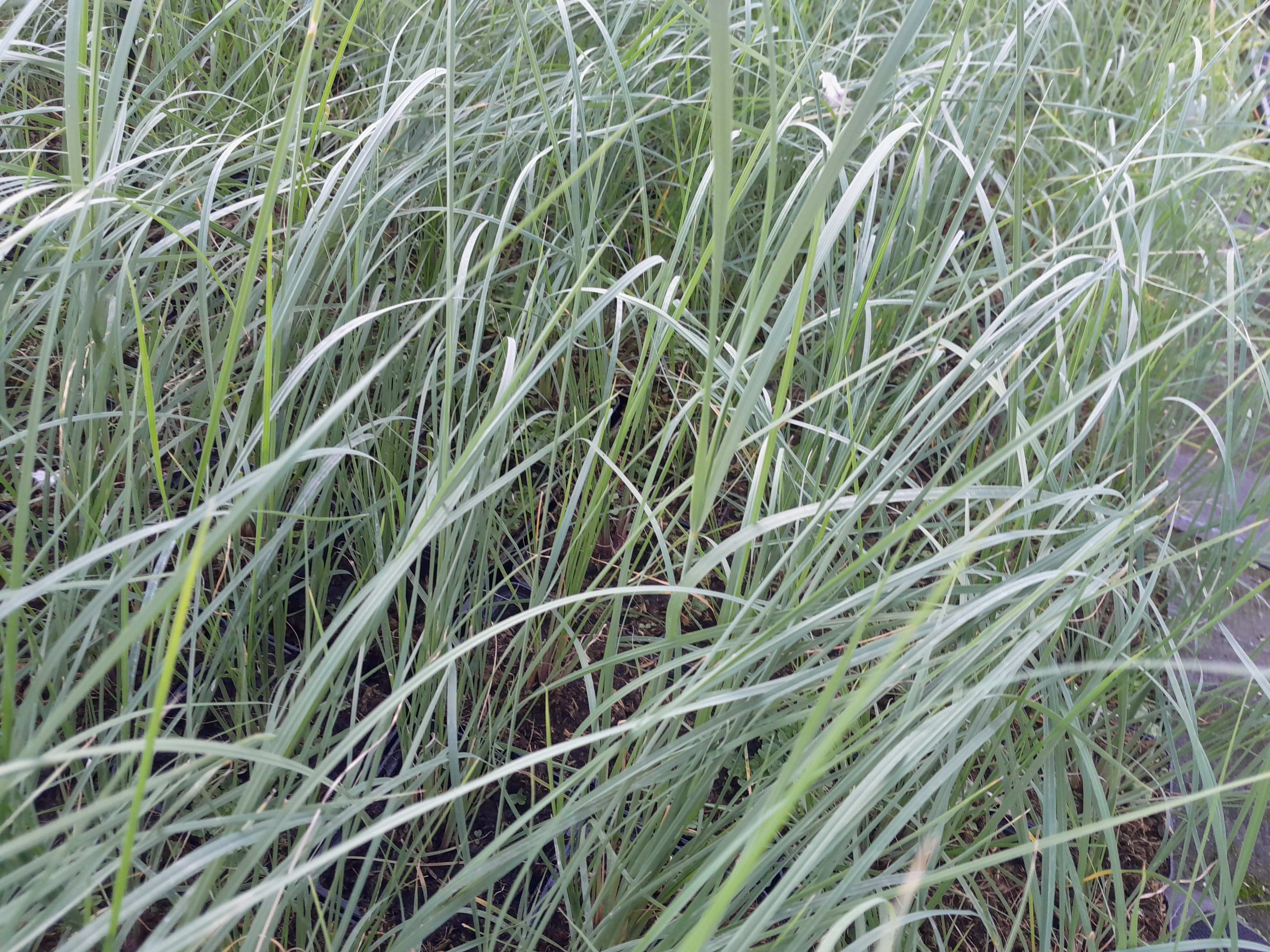 Muhlenbergia lindheimeri Muhlenbergia lindheimeri