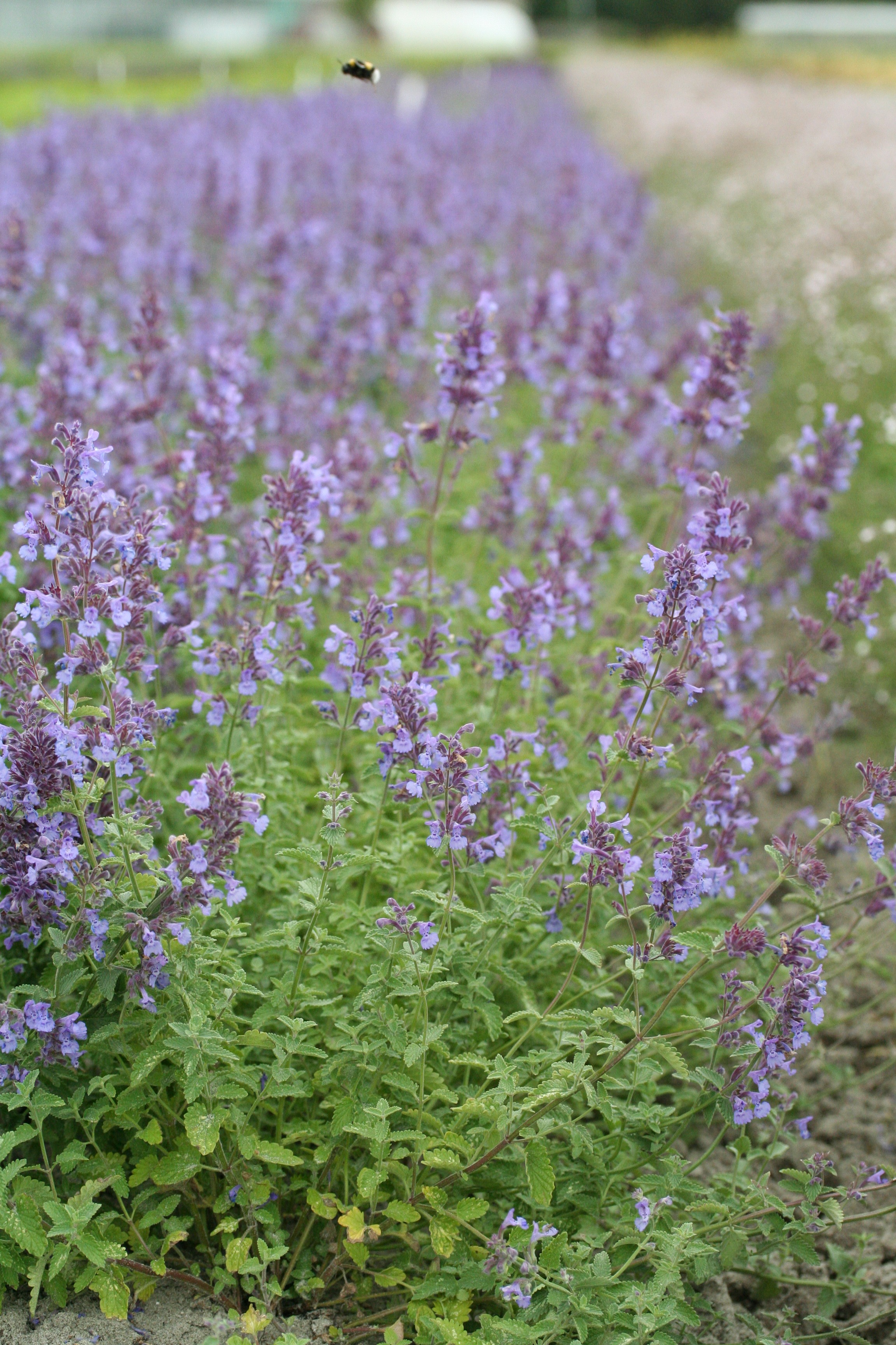 Nepeta faassenii (x) 'Walker's Low' Verhulst Van Ryckeghem