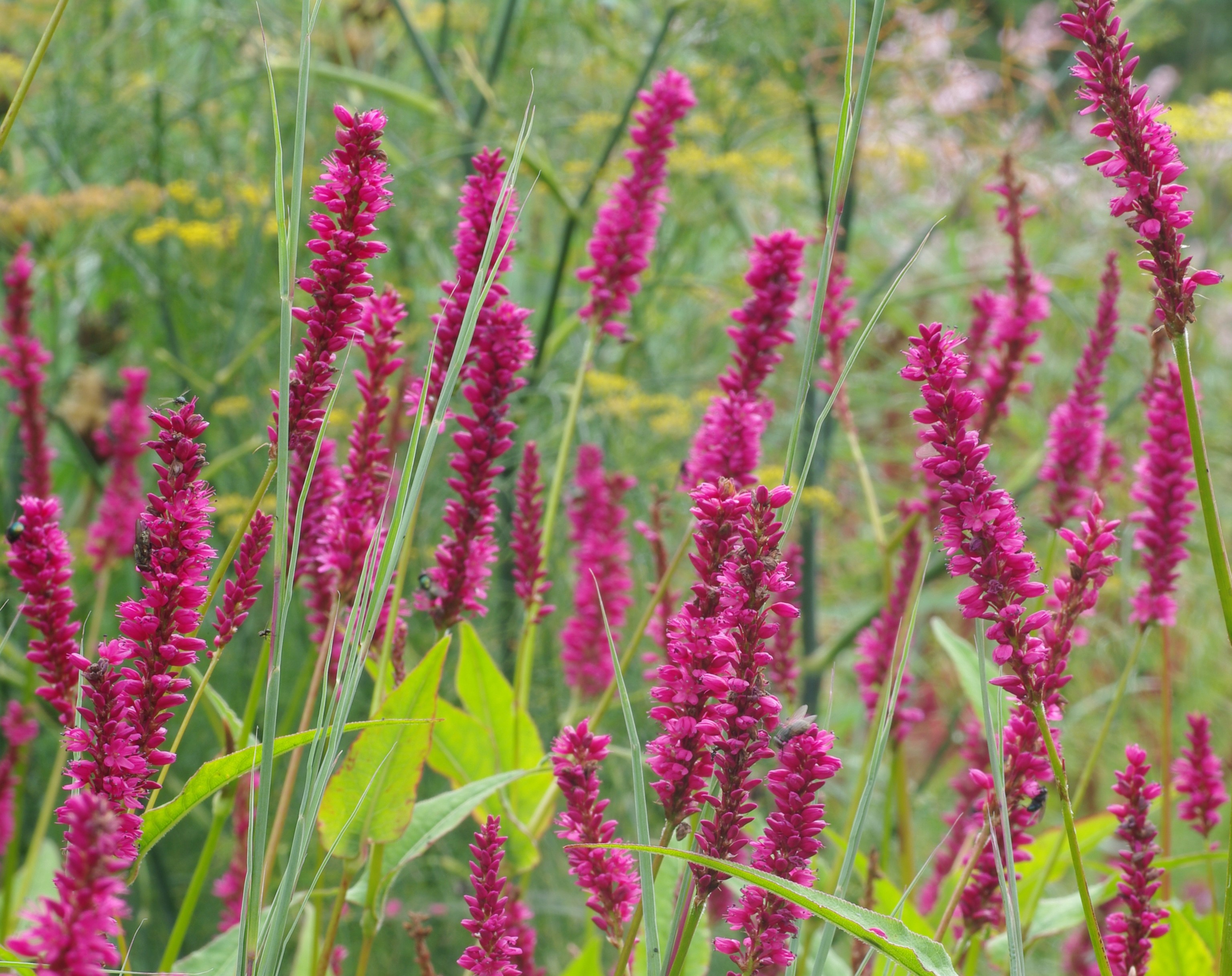 Persicaria amplexicaulis &lsquo;Amethyst Summer&rsquo; PBR | Verhulst – Van Ryckeghem