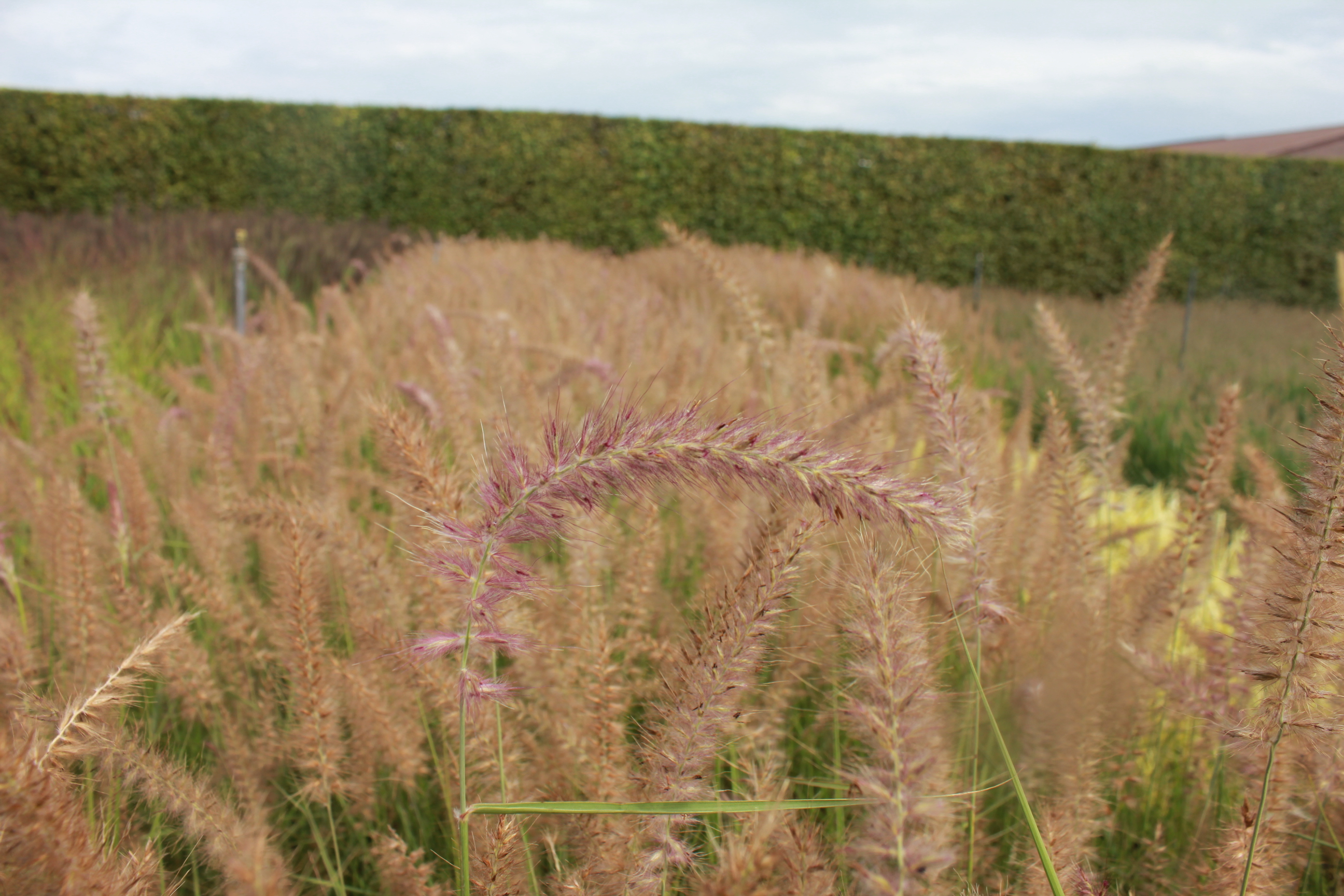 Pennisetum orientale 'Flamingo' Pennisetum orientale 'Flamingo'