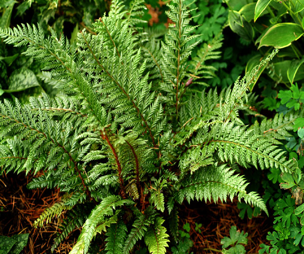 Polystichum neolobatum 'Shiny Holly Fern' Polystichum neolobatum 'Shiny Holly Fern'