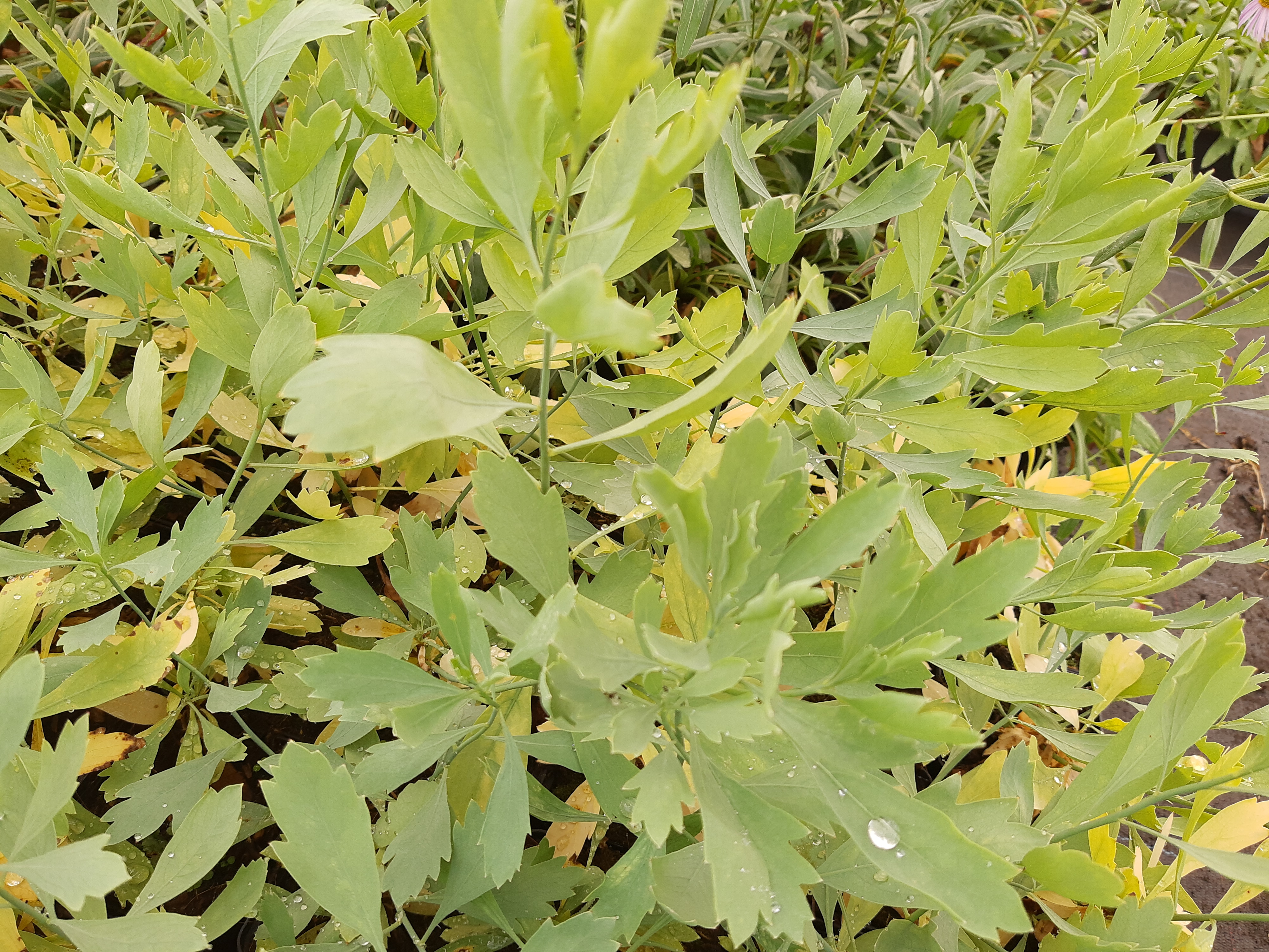 Romneya coulteri Romneya coulteri