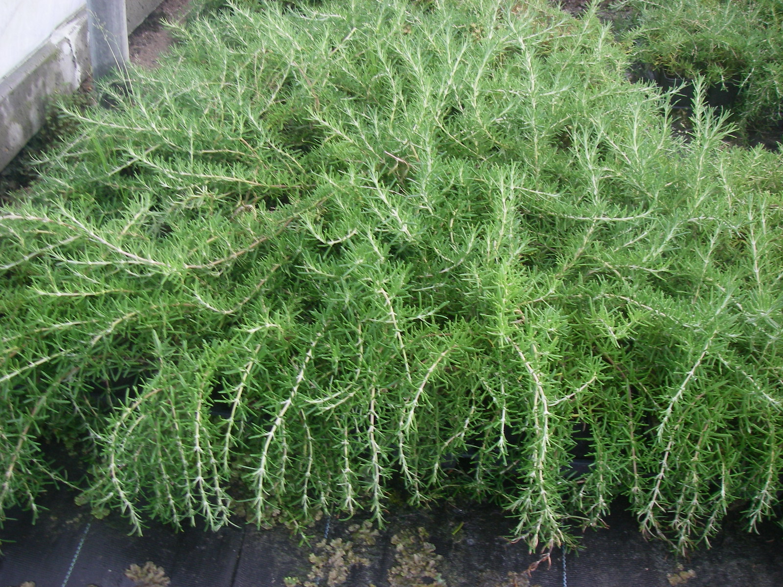 Rosmarinus officinalis 'Capri' Rosmarinus officinalis 'Capri'