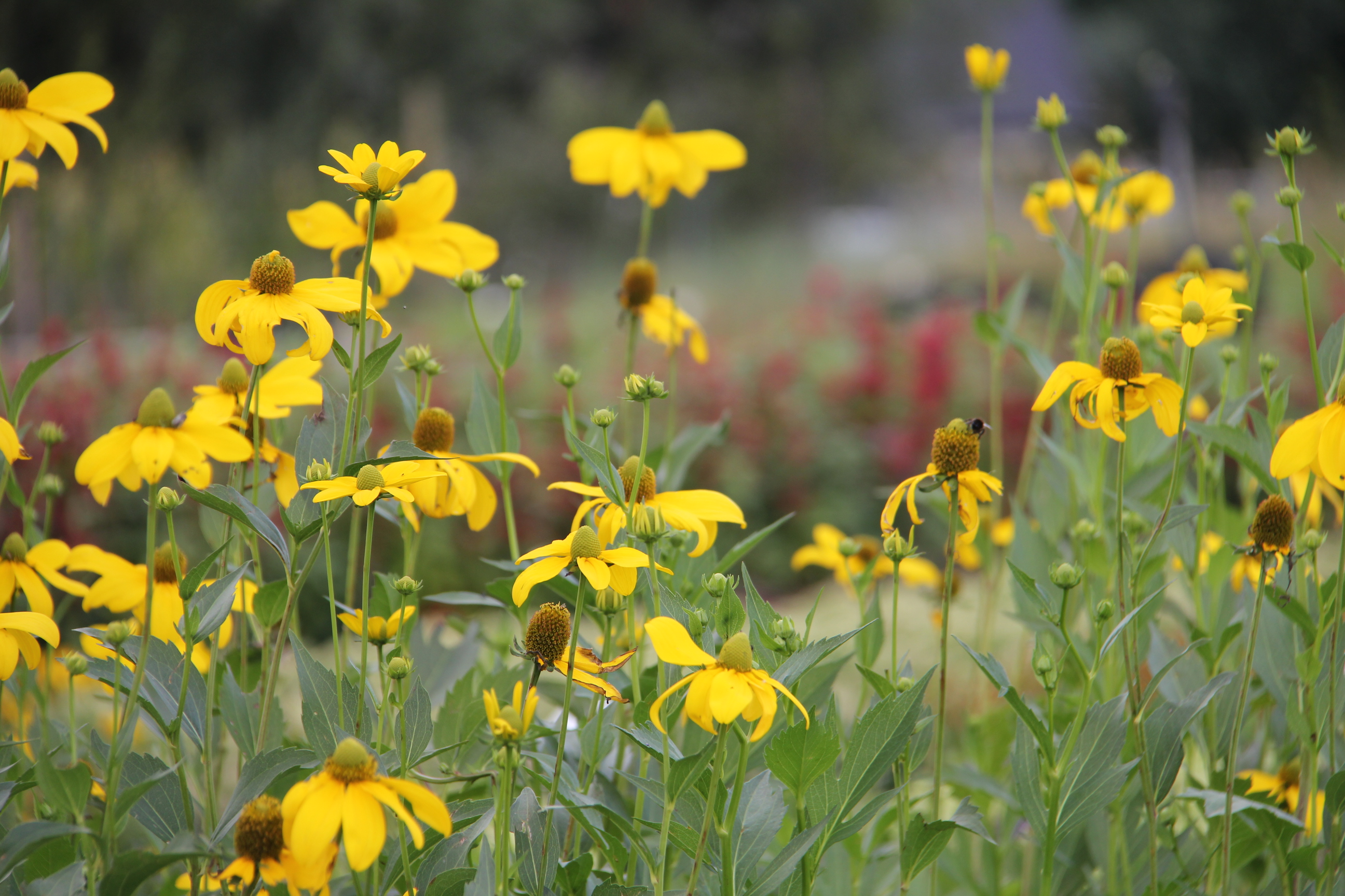 Rudbeckia nitida ‘Herbstsonne’ | Verhulst – Van Ryckeghem