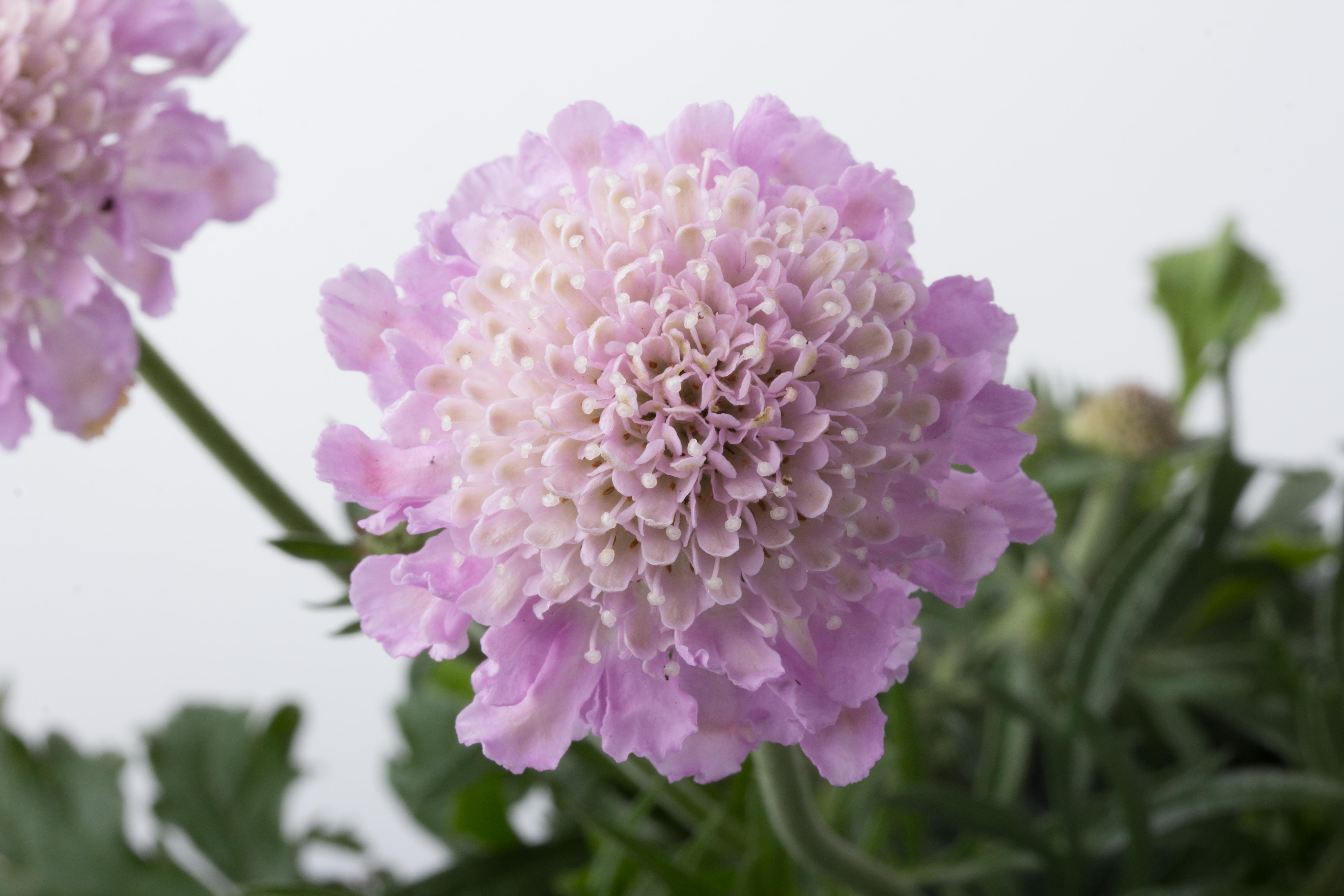Scabiosa pink mist plant