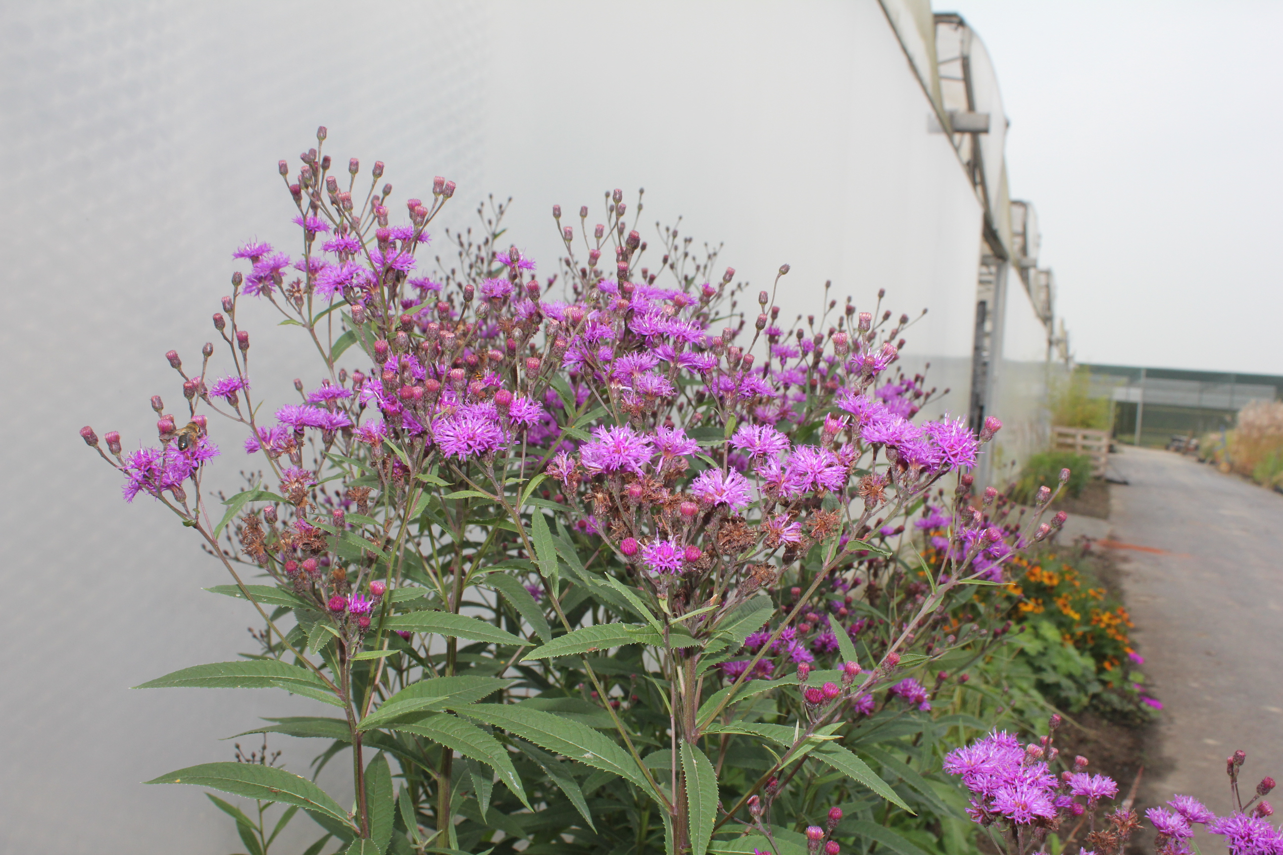 Vernonia crinita 'Mammuth' Verhulst Van Ryckeghem