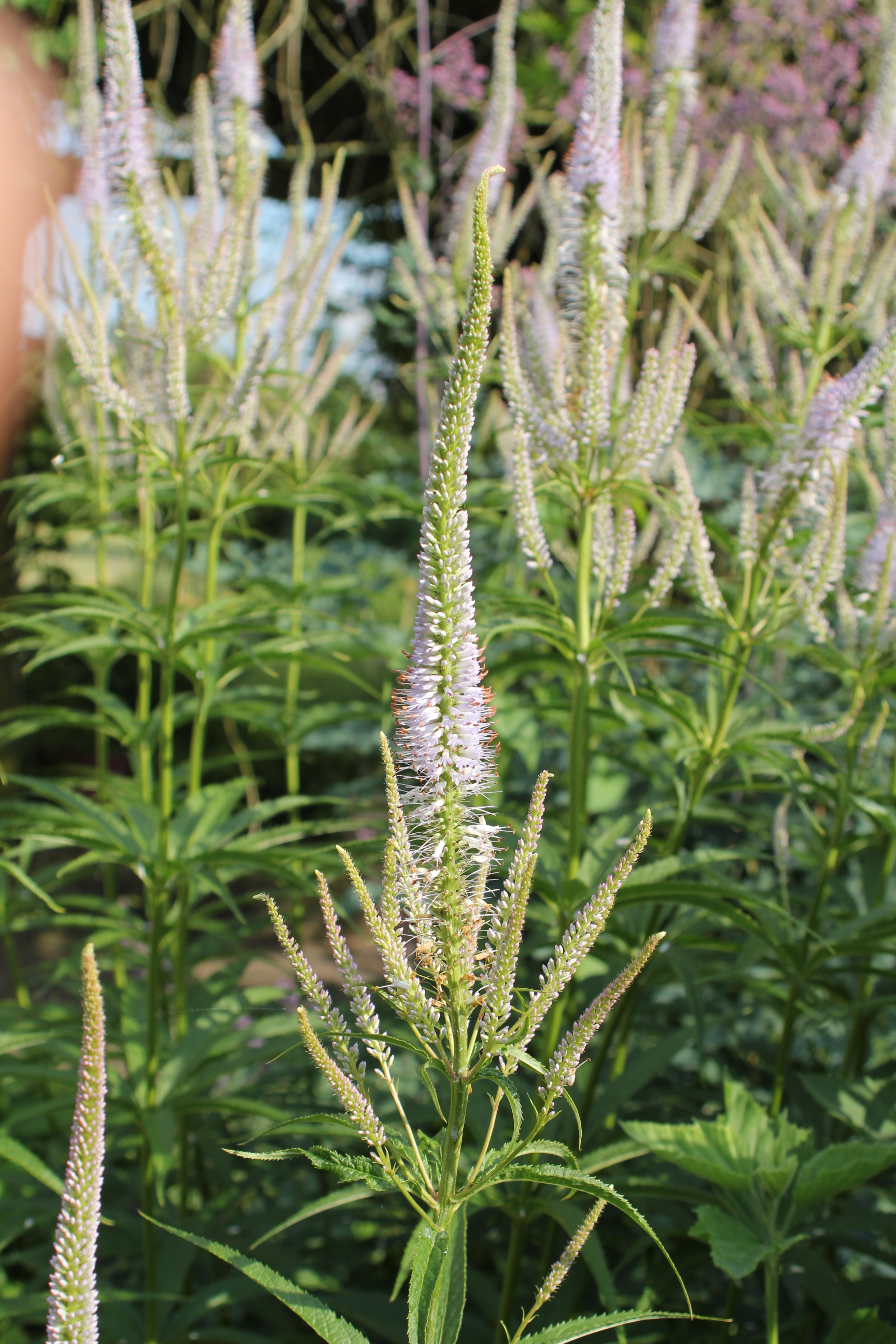Veronicastrum virginicum 'Lavendelturm' | Verhulst – Van Ryckeghem