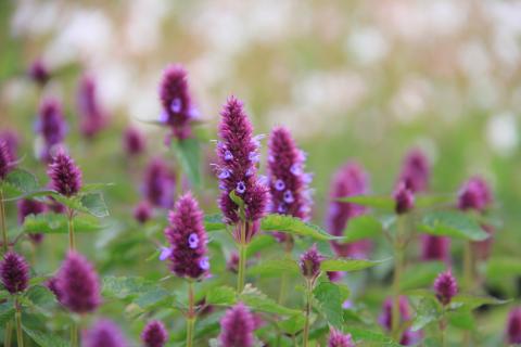 Agastache