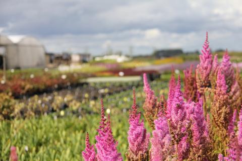 Vaste Planten Verhulst Containerveld